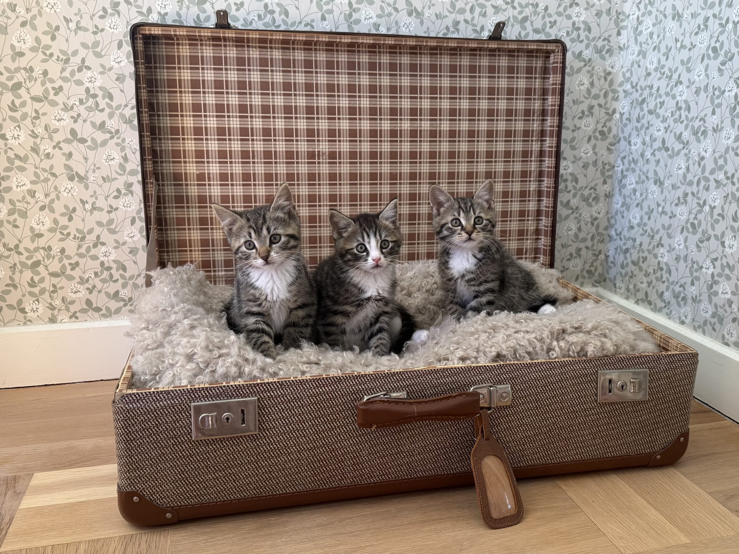 Tabby · Vimmerby · Bonnie H.