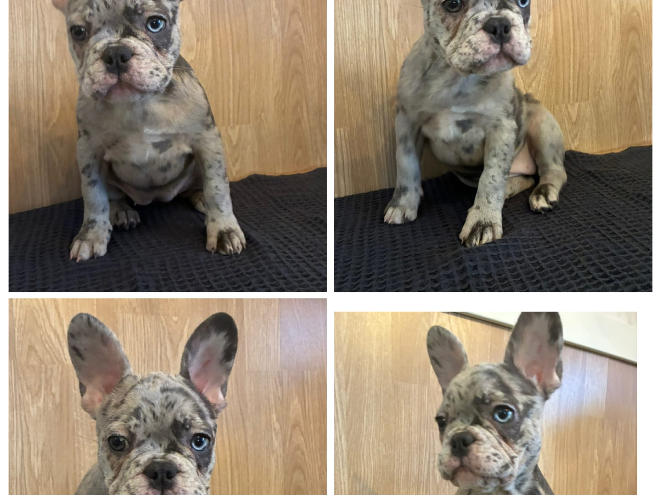 Fransk bulldogg · Gävle · Eva K.