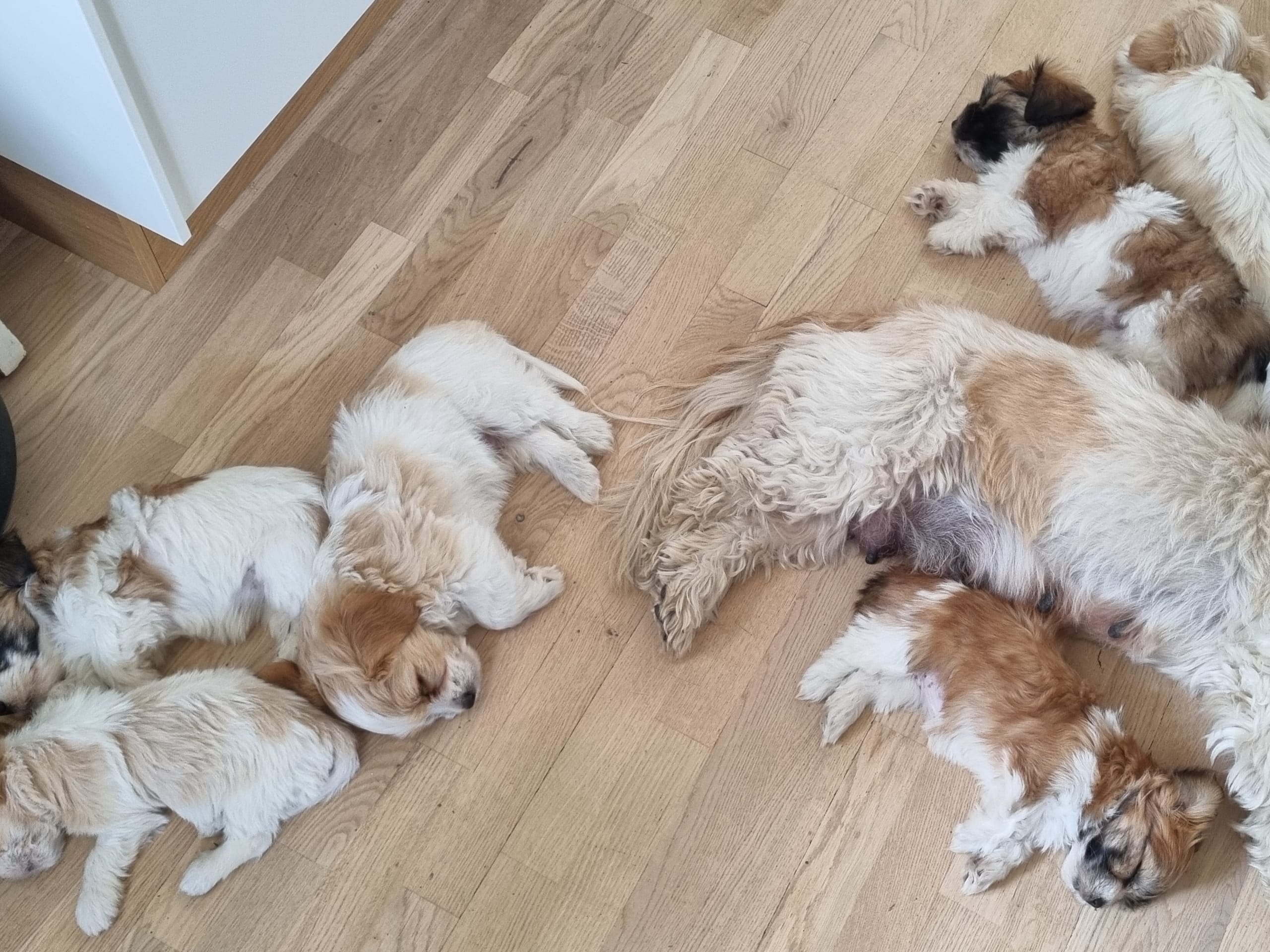 Blandras Bichon havanais(pappa)/lhasa apso/jackrussel (mamma) · älvkarleby · Nybo