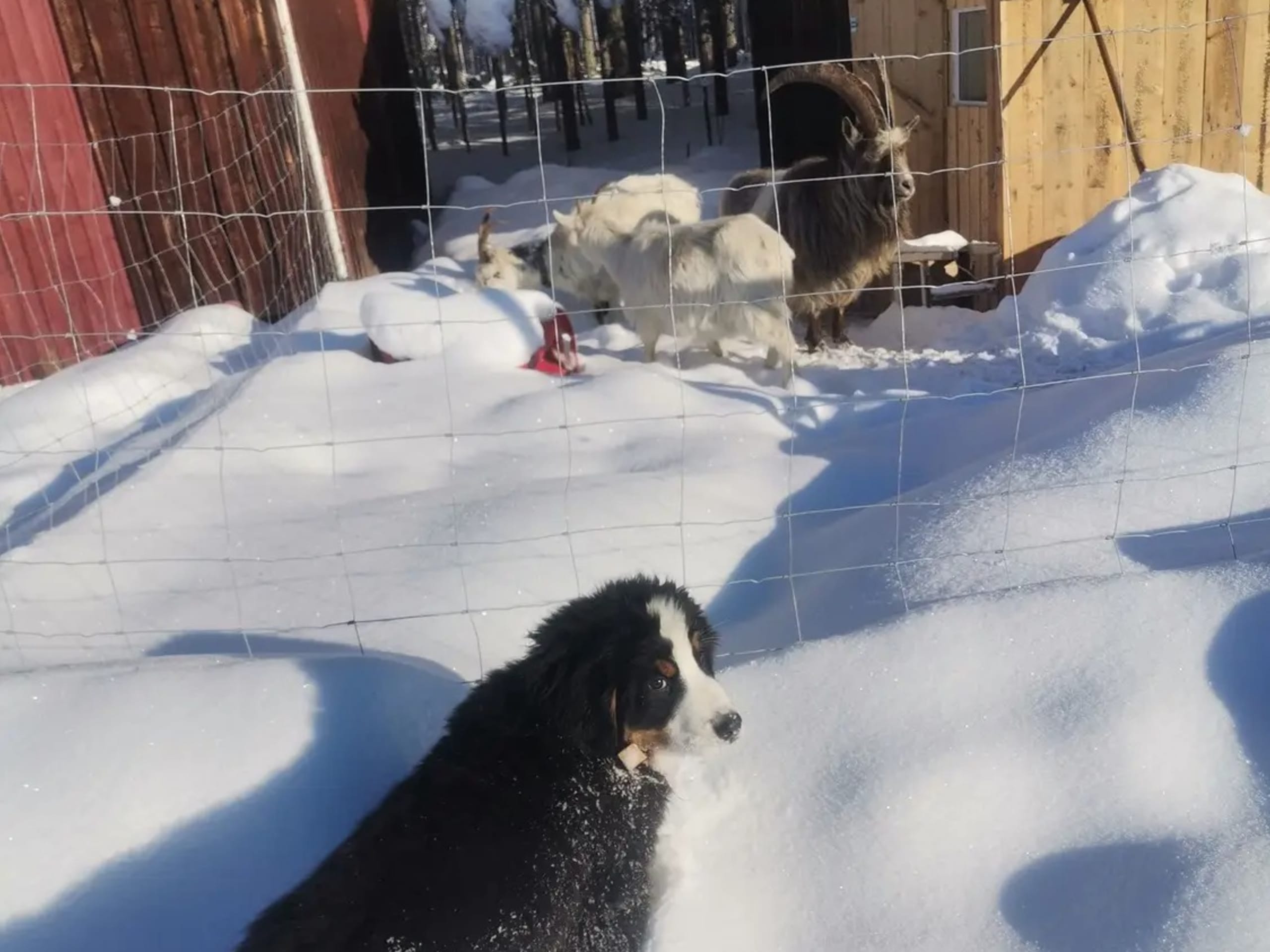 Bernese Mountain Dog