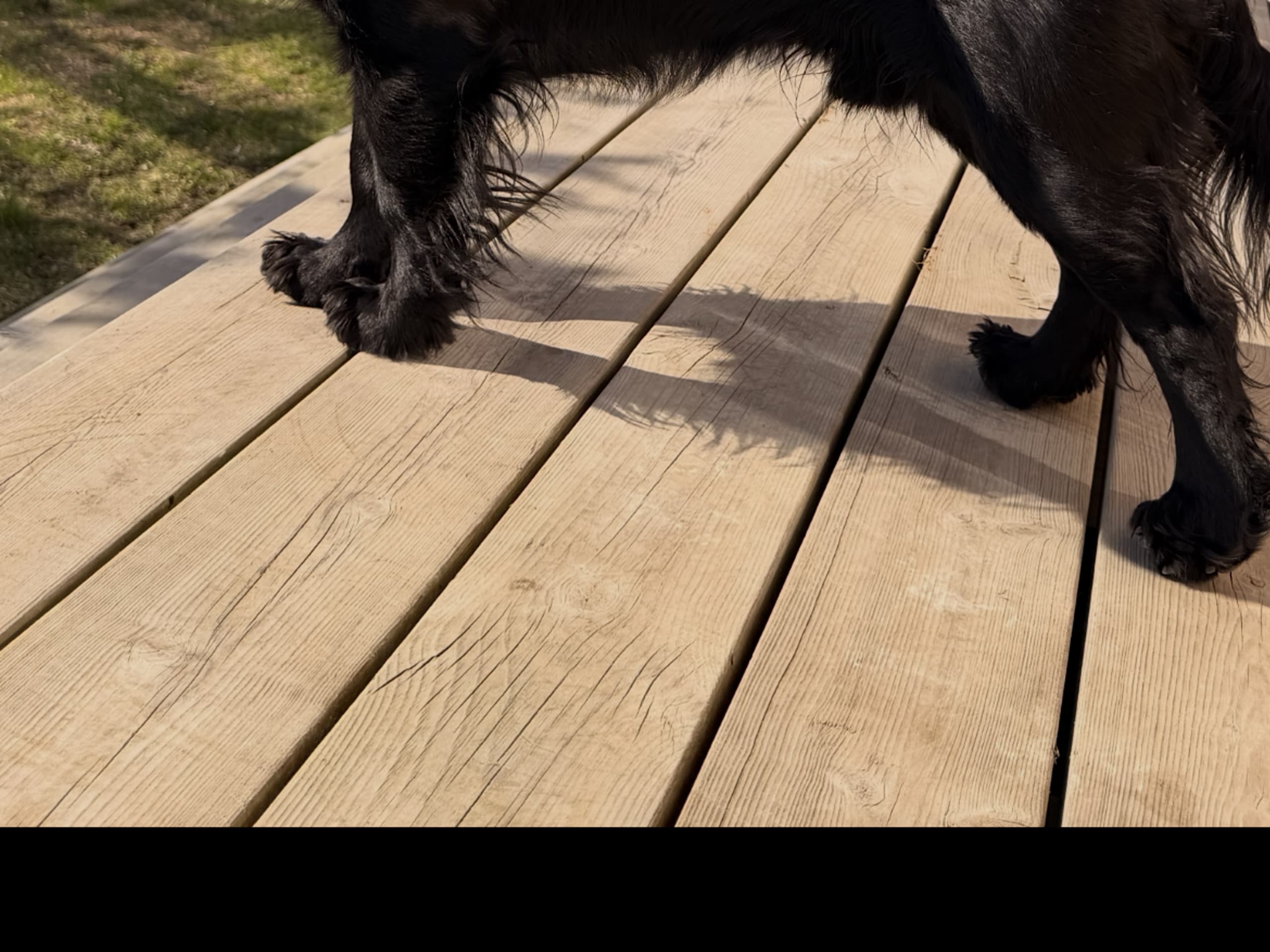 Cocker spaniel · Norra sorunda · Rummeltorp