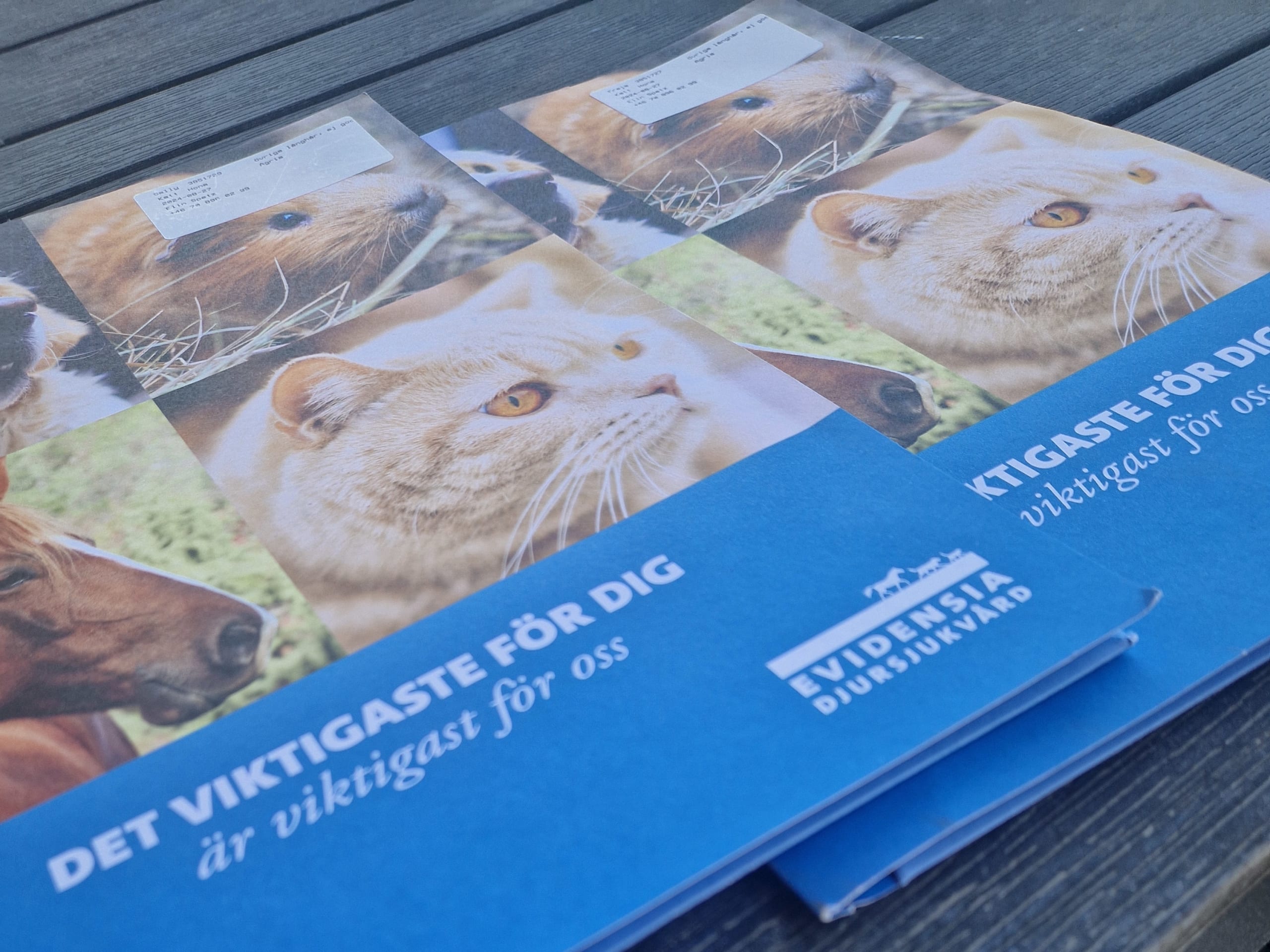 Huskatt långhår · Ramkvilla · Linda S.