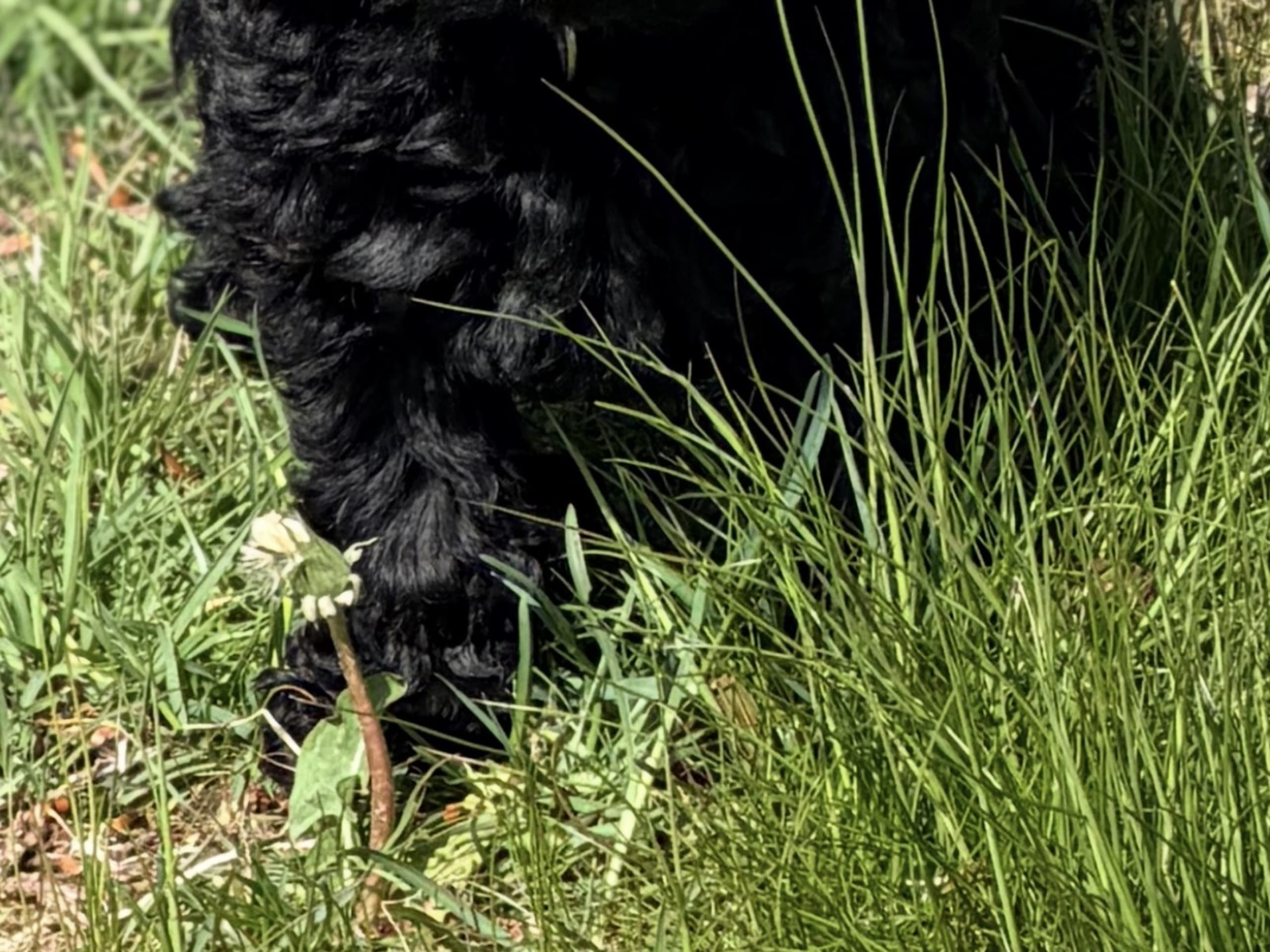 Cockerpoo · örkelljunga · tttt