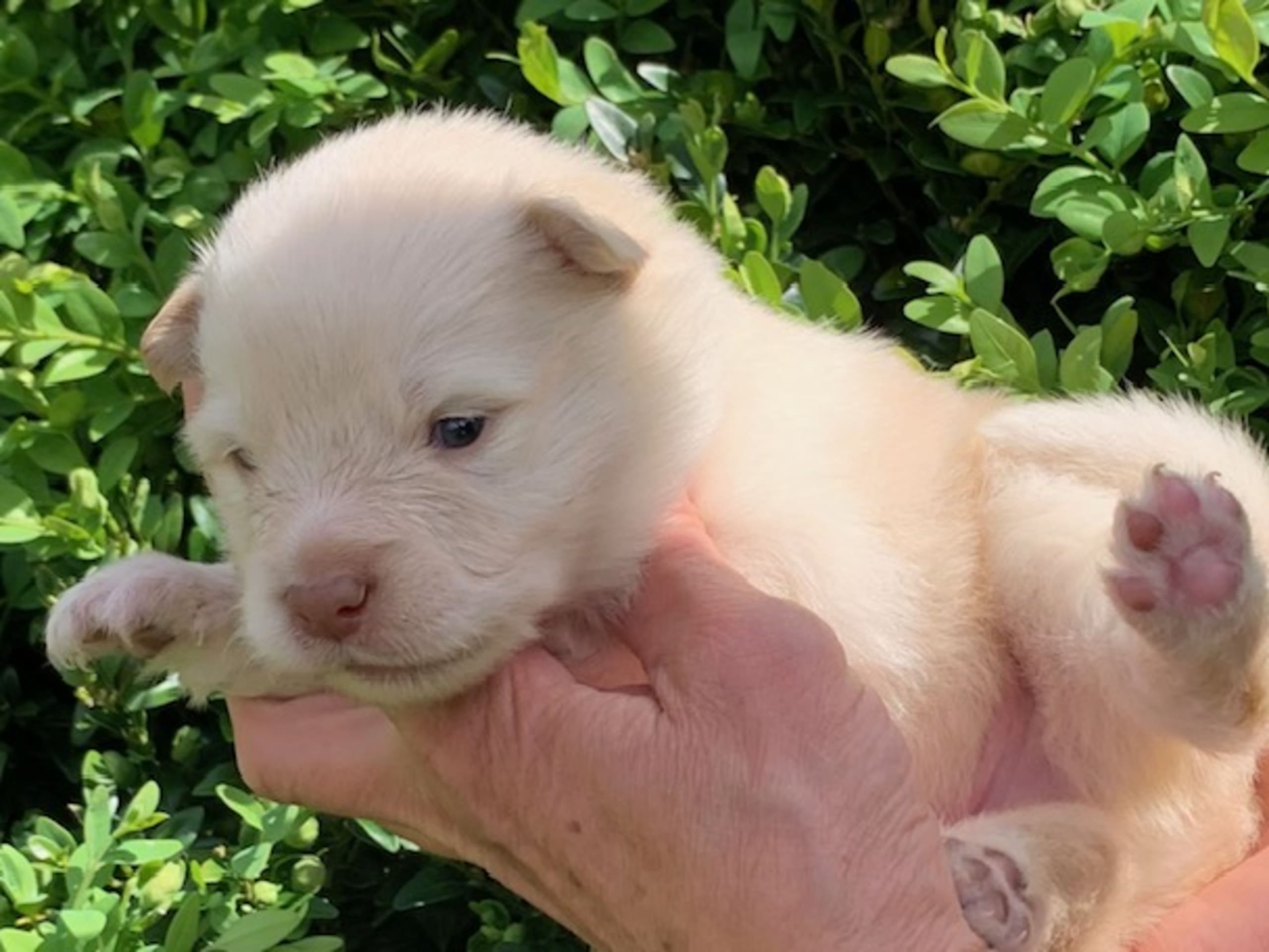 Finnish Lapphund · Veberöd · Lejoncrona