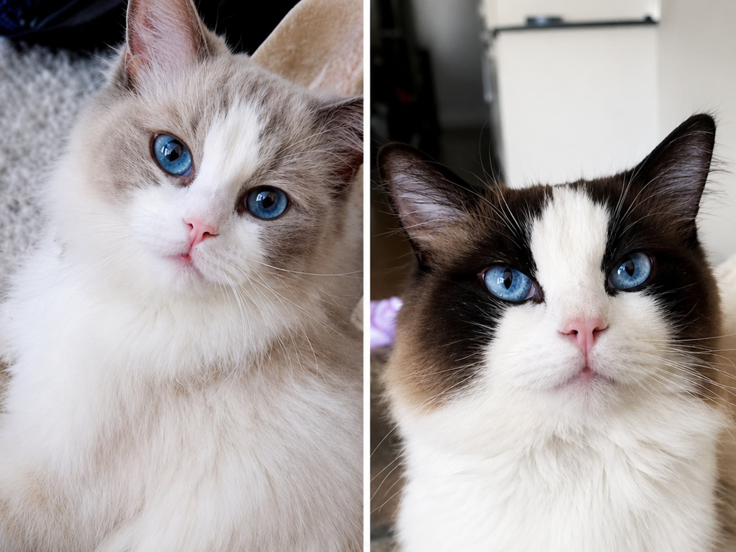 Ragdoll · Sollentuna · Zahra H.