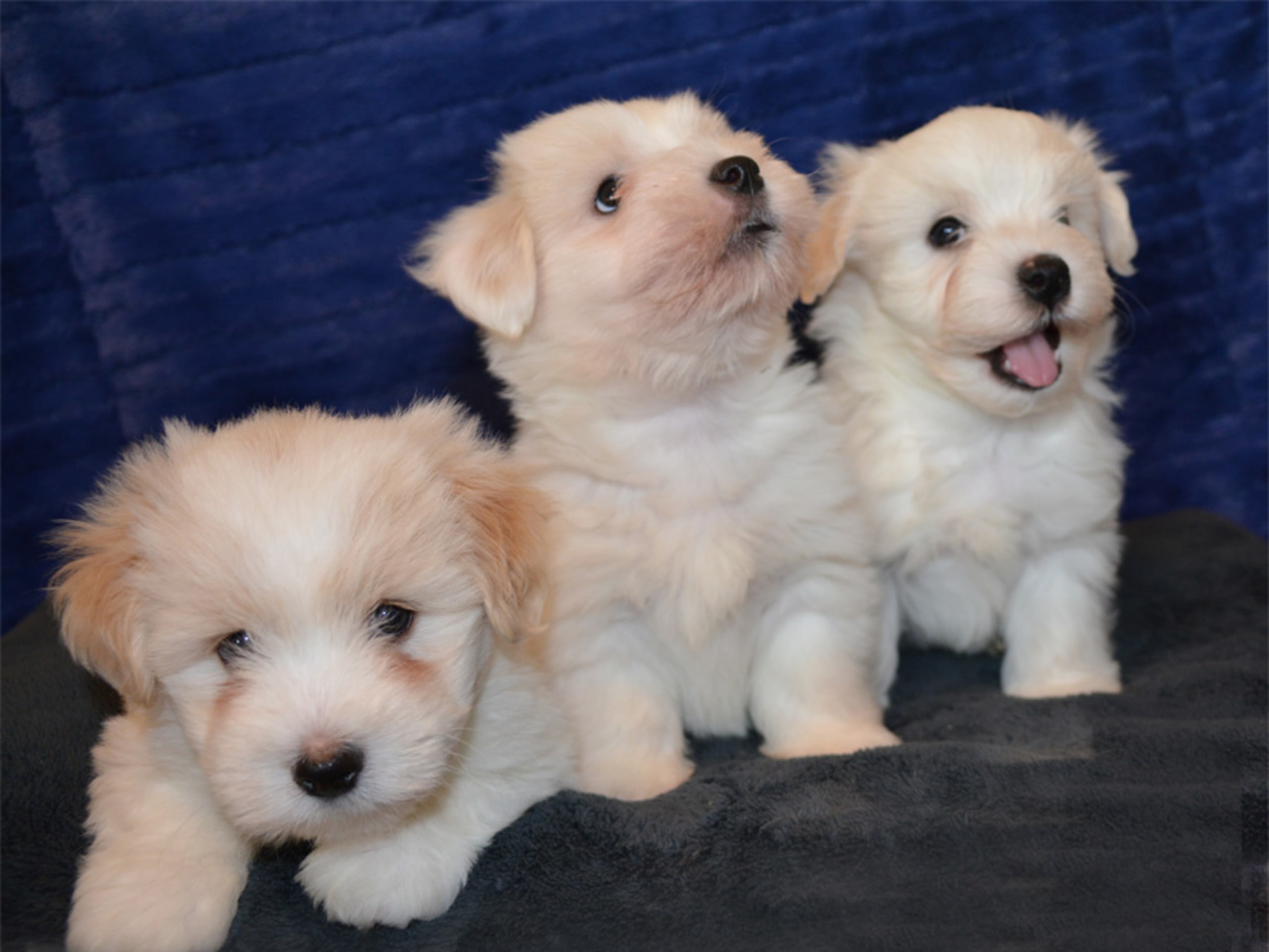 Coton de tuléar · Njurunda · Chacotte´s
