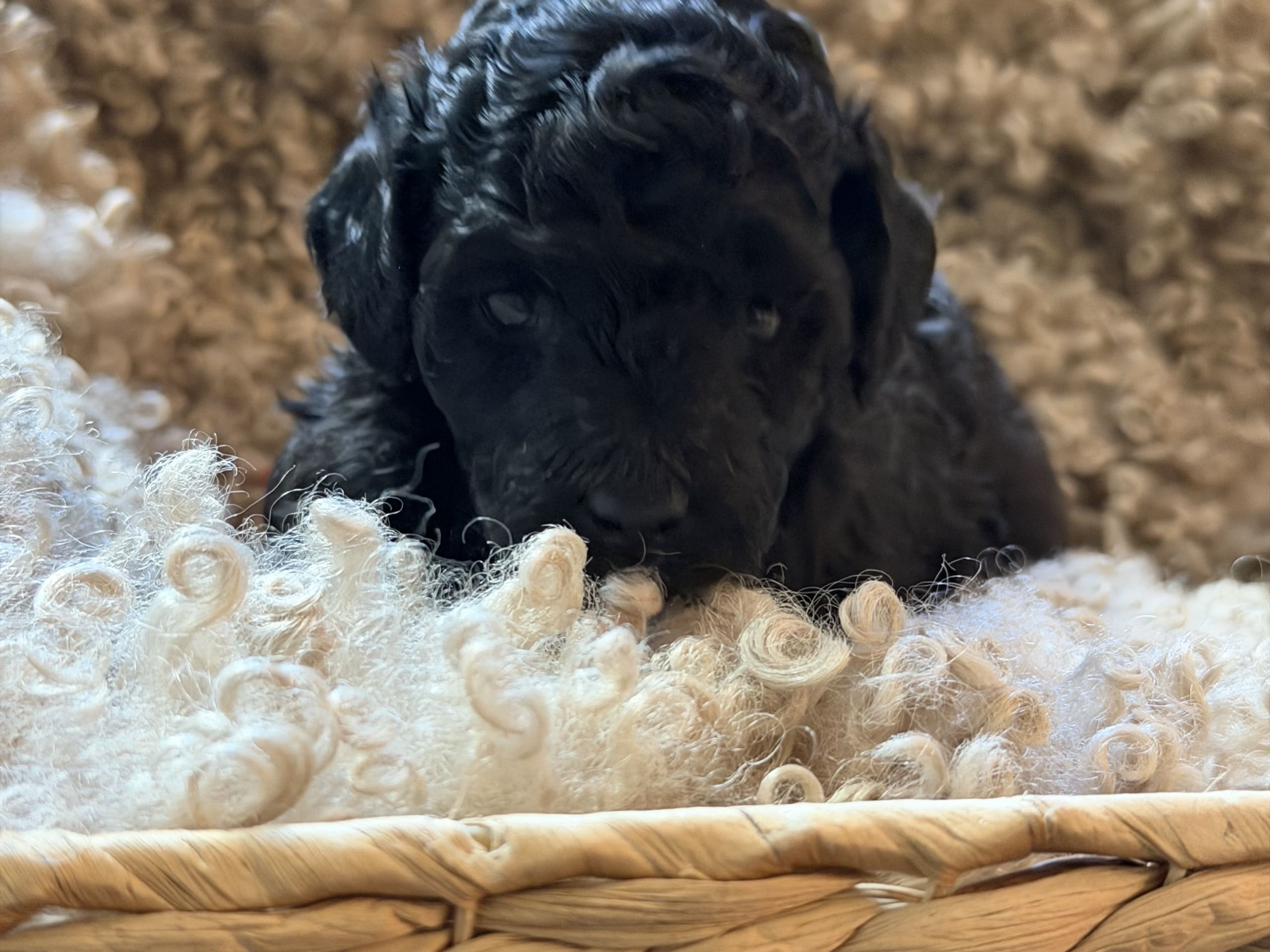 Miniature Poodle · Hörby · Lina H.