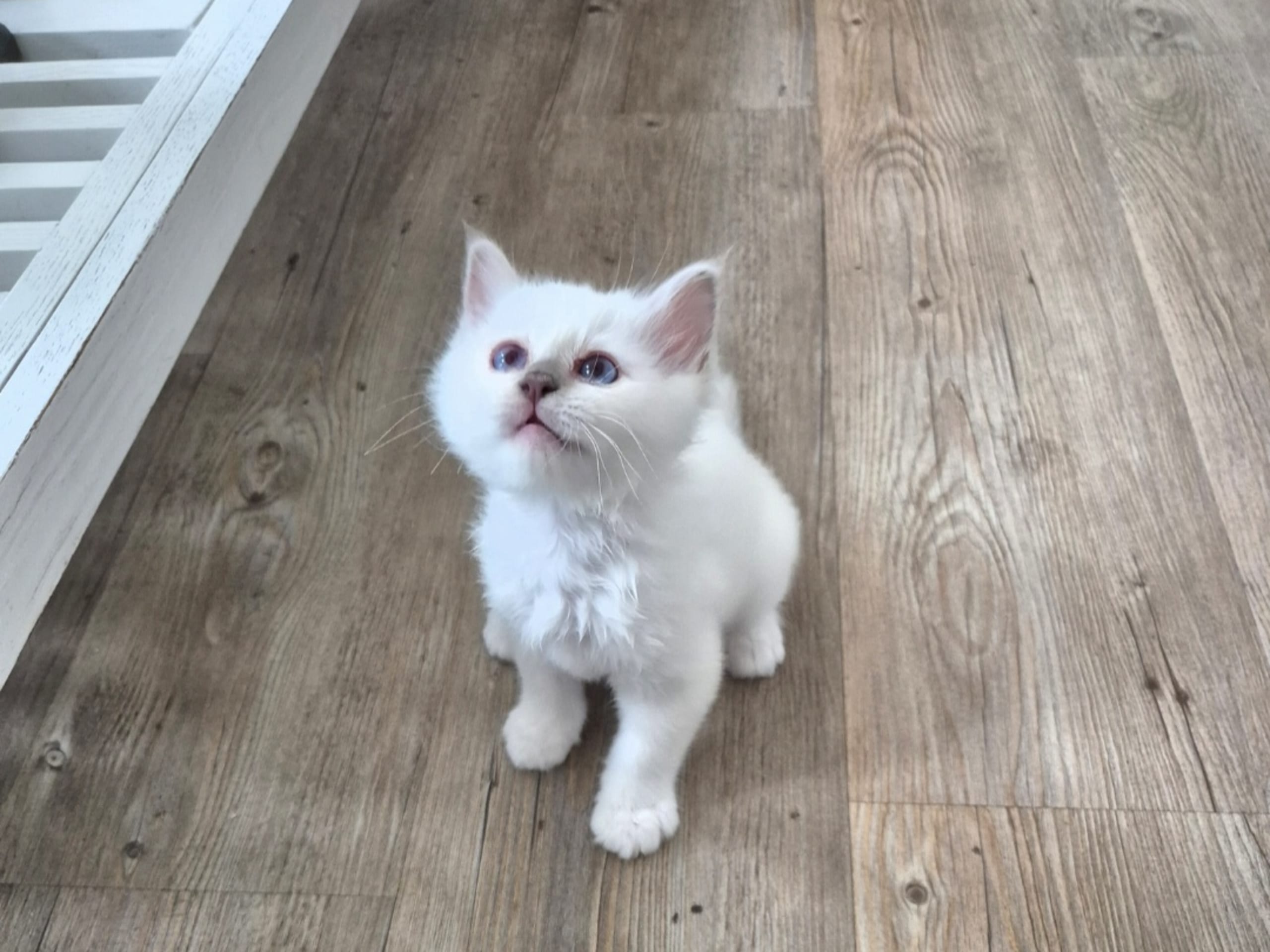Birman