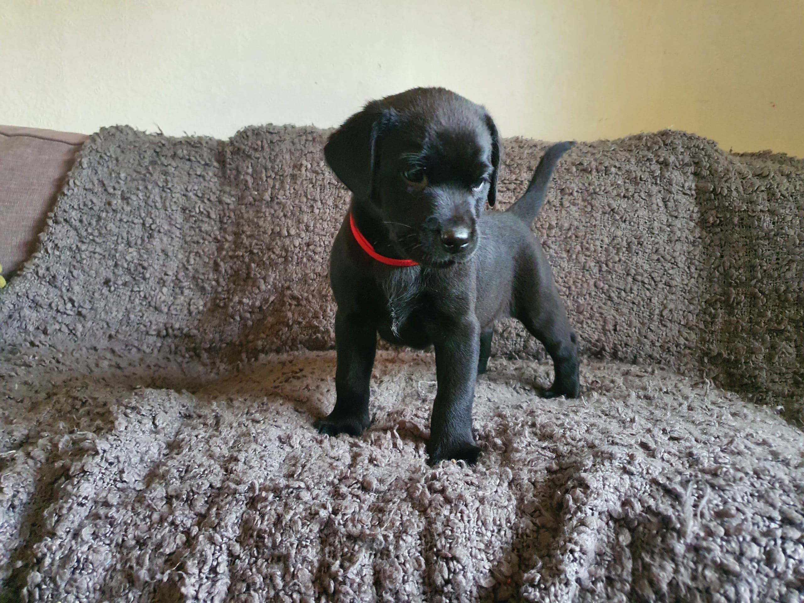Labrador Retriever · Kågeröd · Johan F.