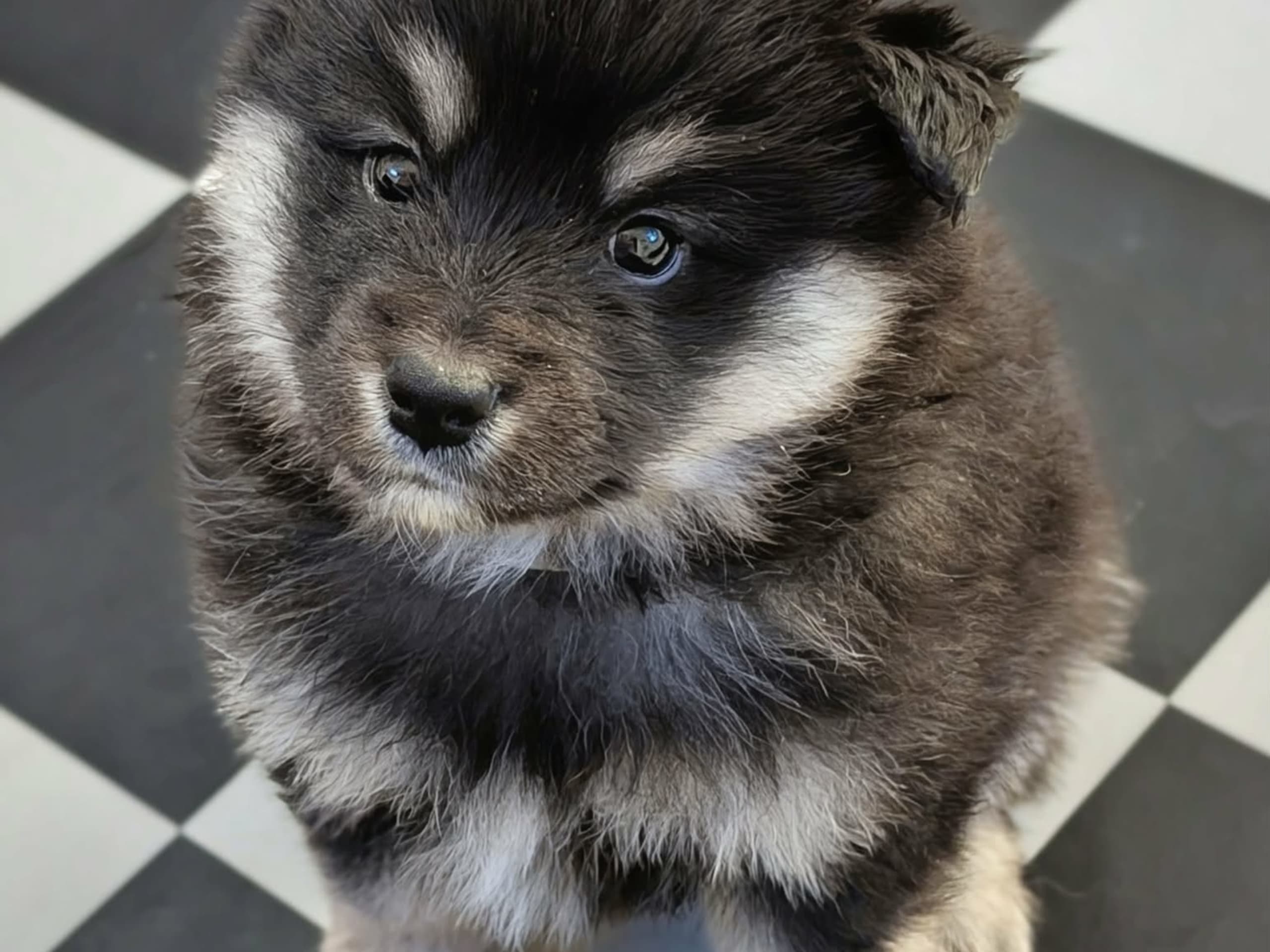 Finnish Lapphund · Valbo · Dorsens
