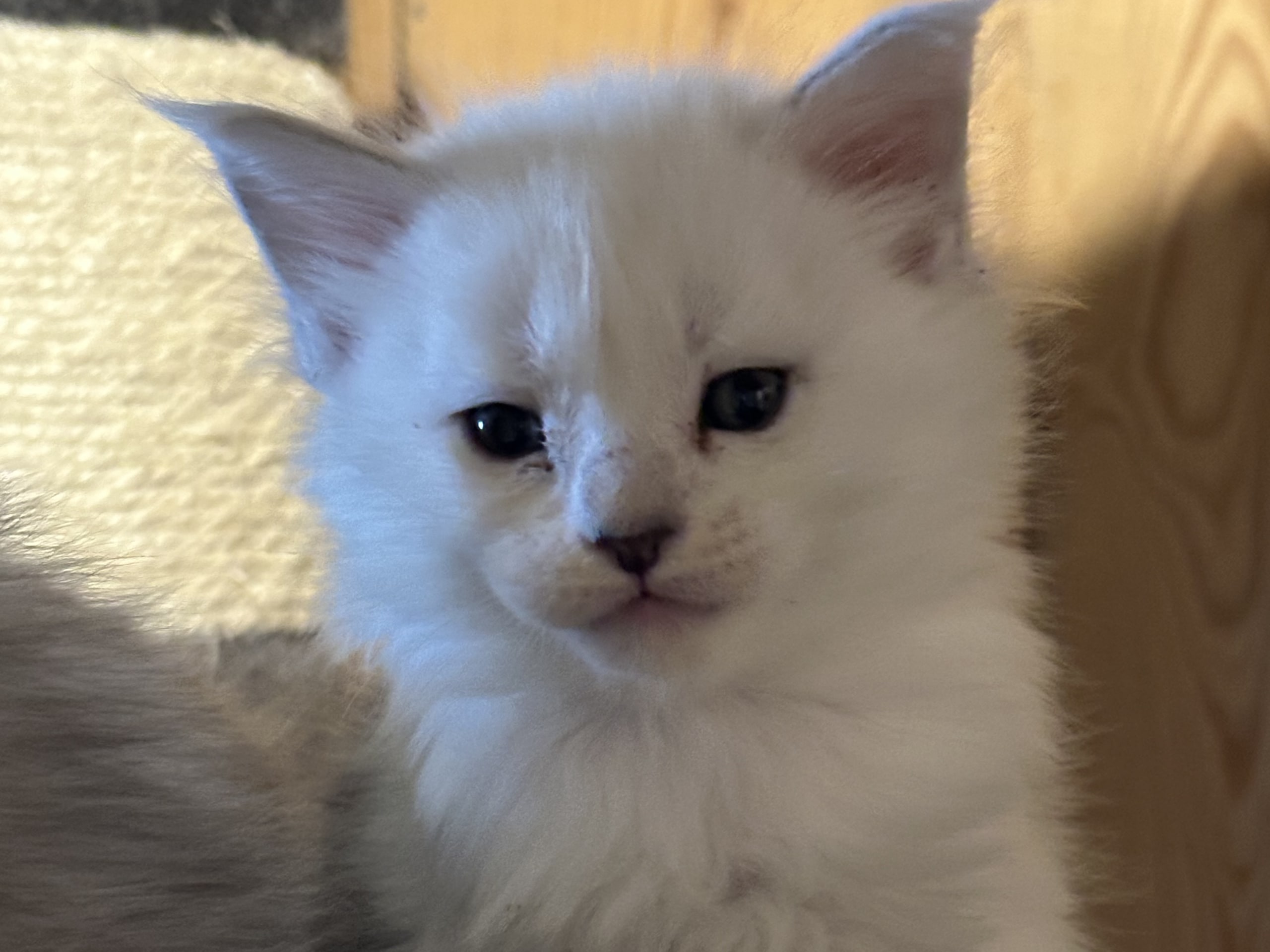 Maine Coon · Kristiansand · NO* HavPerlen’s