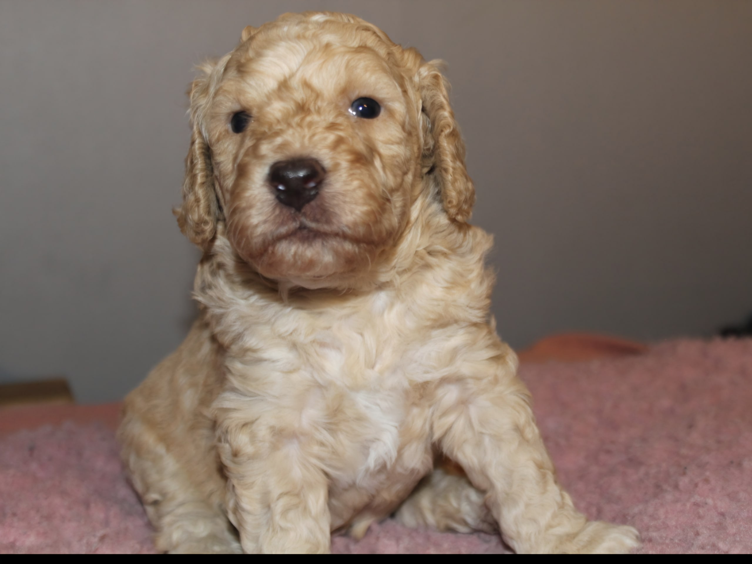 Labradoodle · Mockfjärd · Dalkullas labradoodle