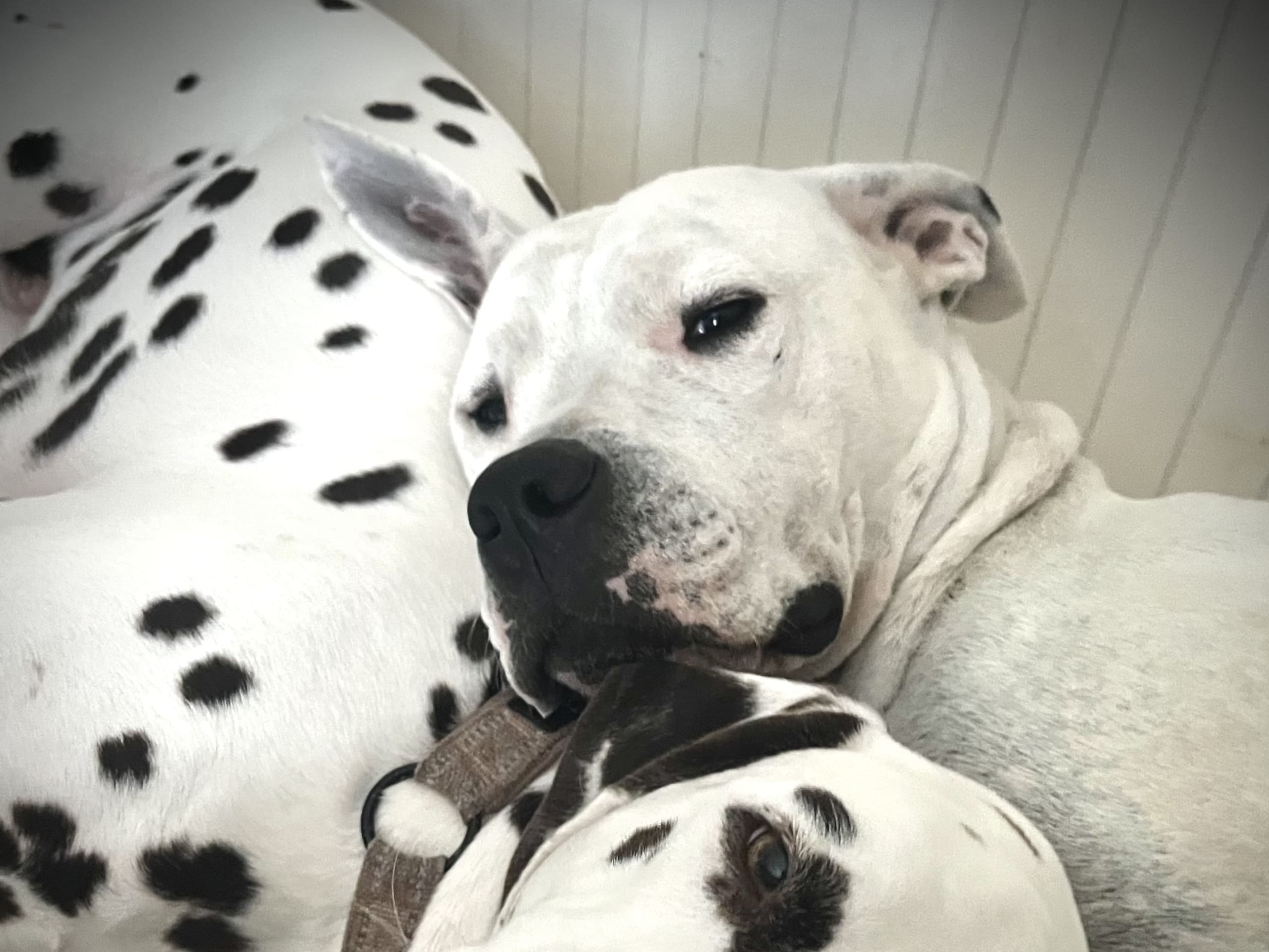 Dogotino · Bohus · Hannah N.