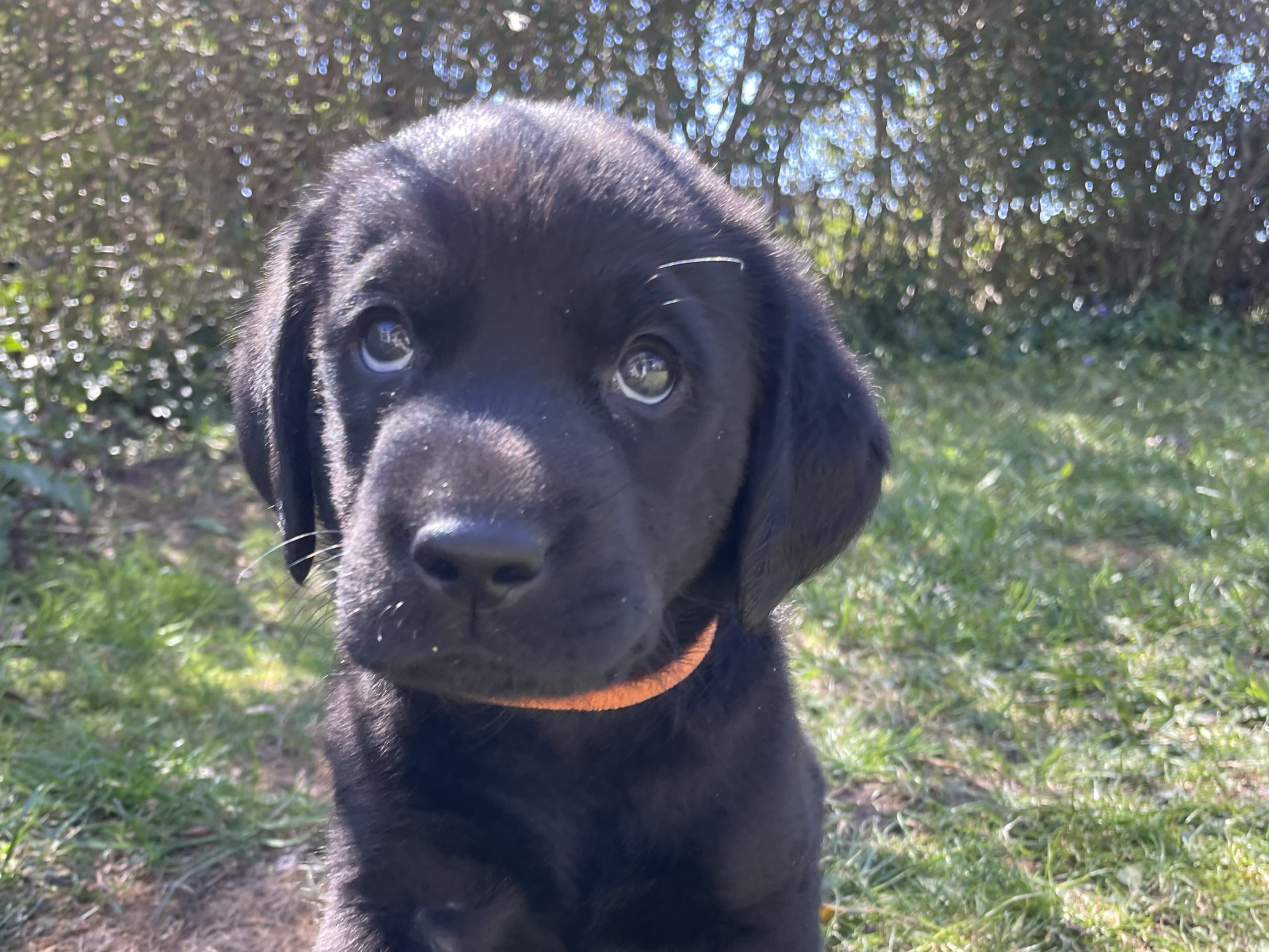 Labrador retriever · Vellinge · Maria F.