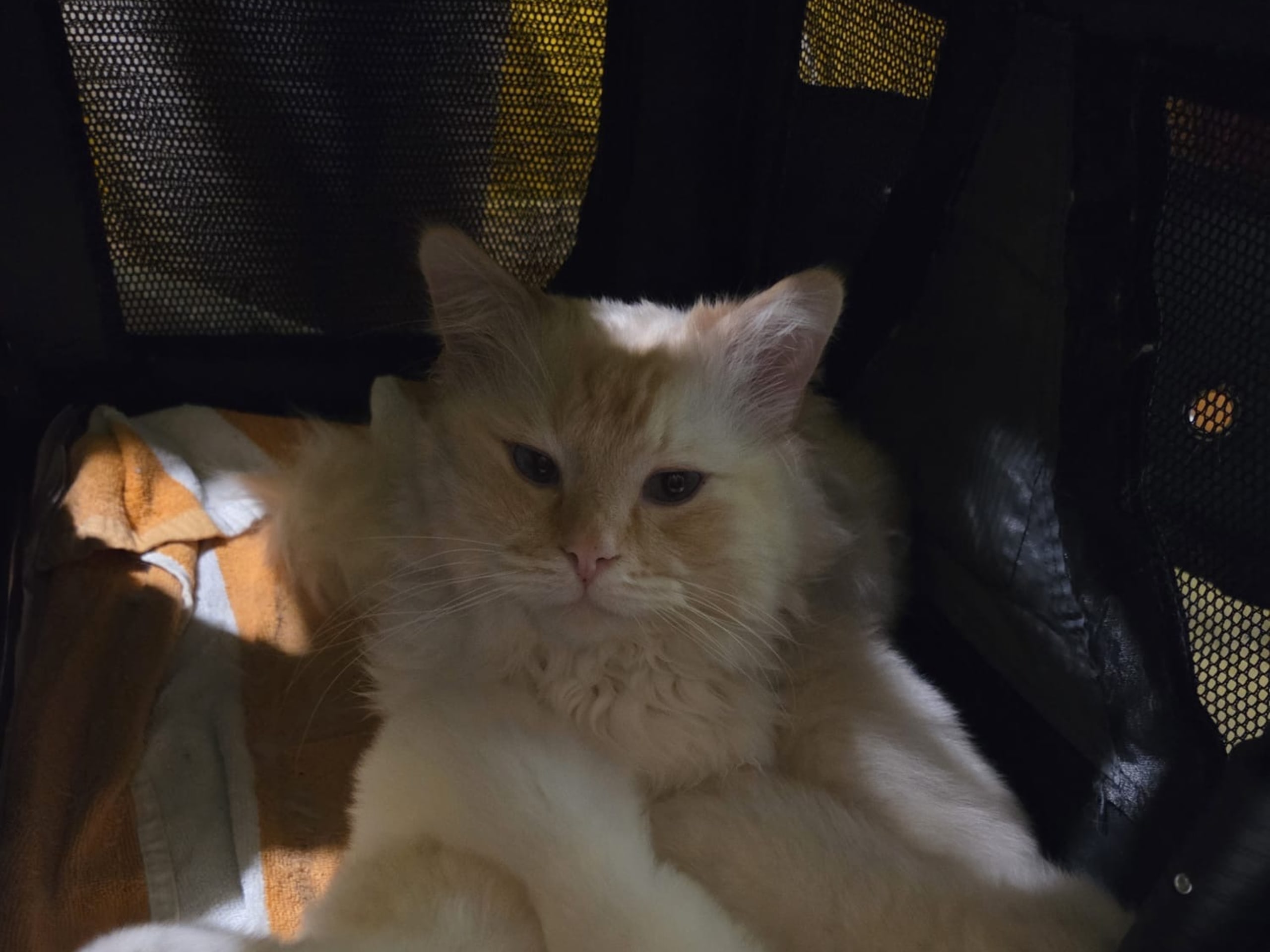 Ragdoll · Bromma · Se*Iliakos
