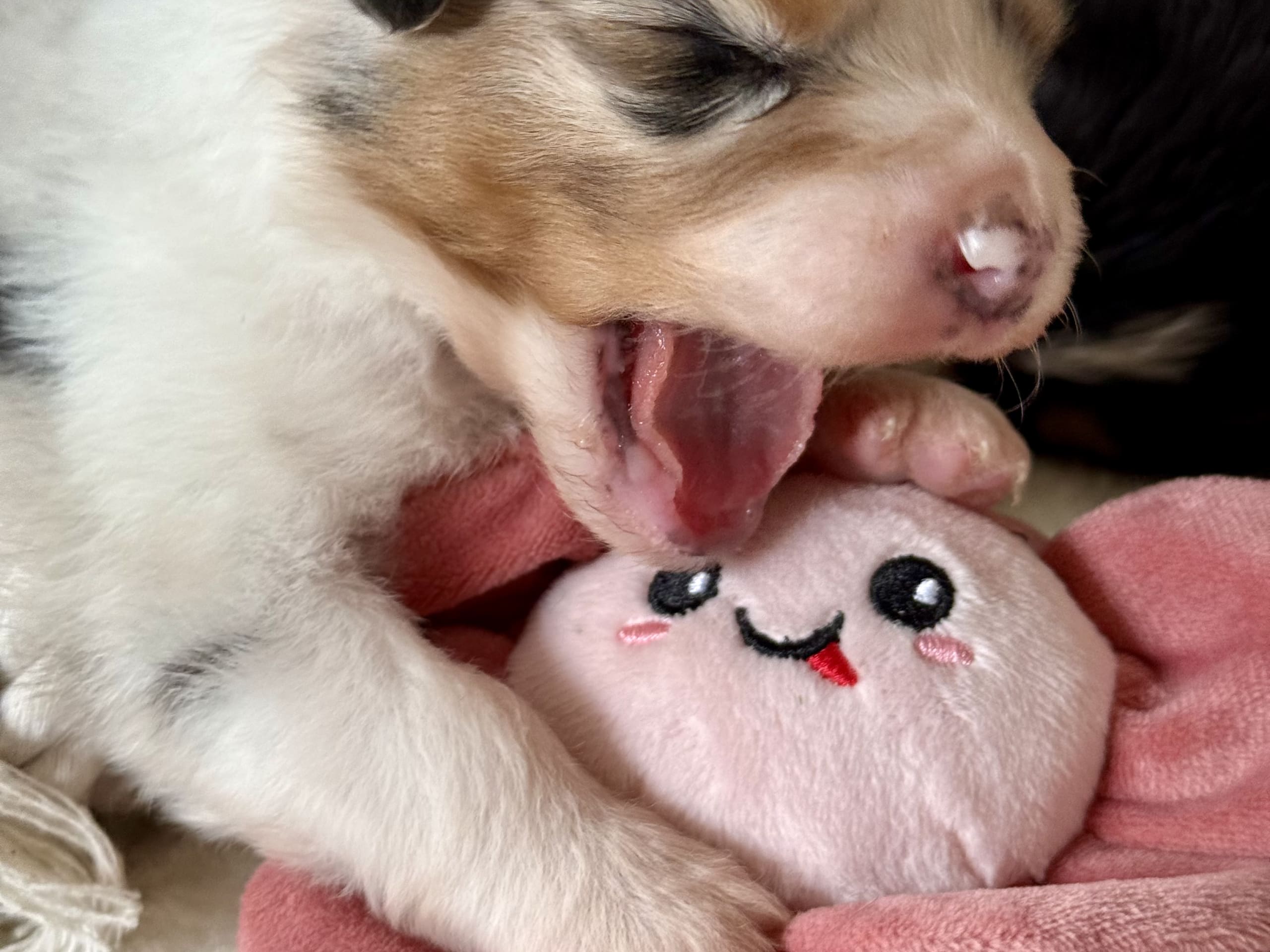 Australian Shepherd · Lesjöfors · Maple Force Aussies