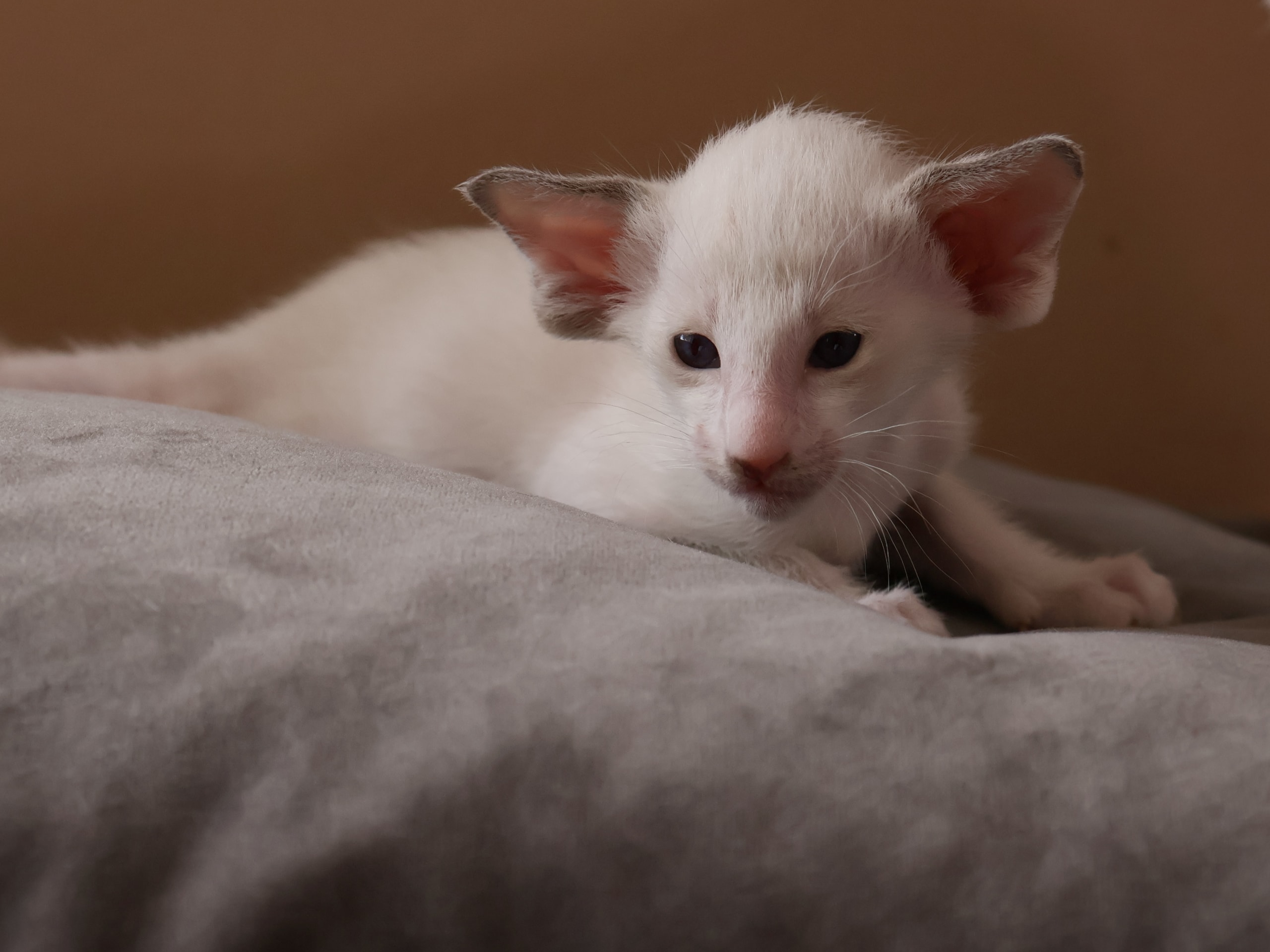 Oriental Short Hair · Storebø · Oriental Adore Cattery