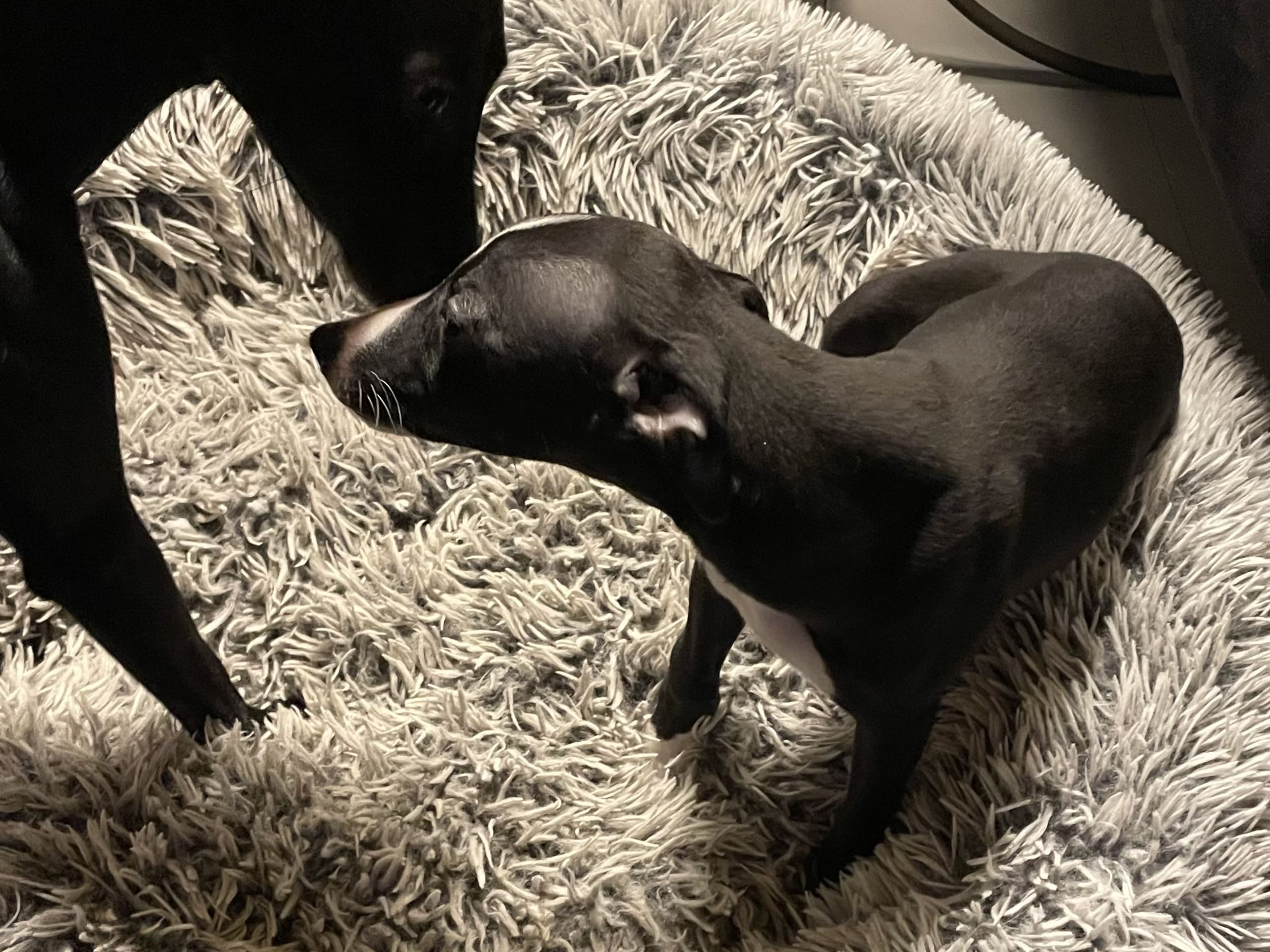 Whippet