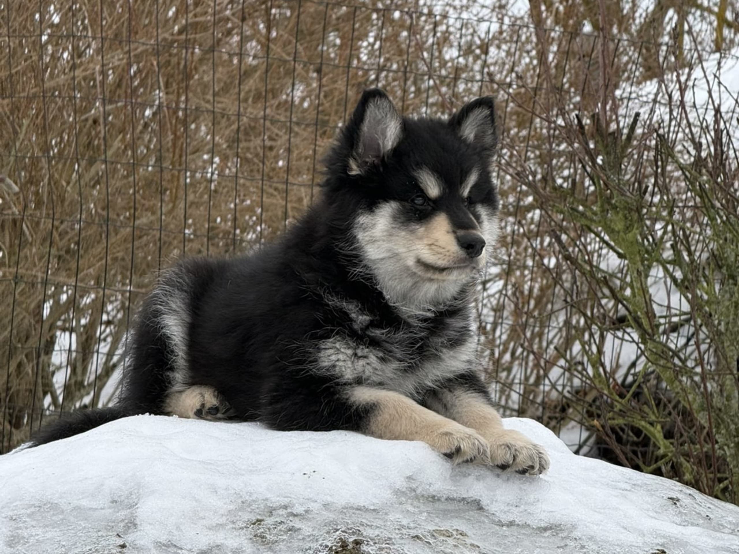 Finnish Lapphund