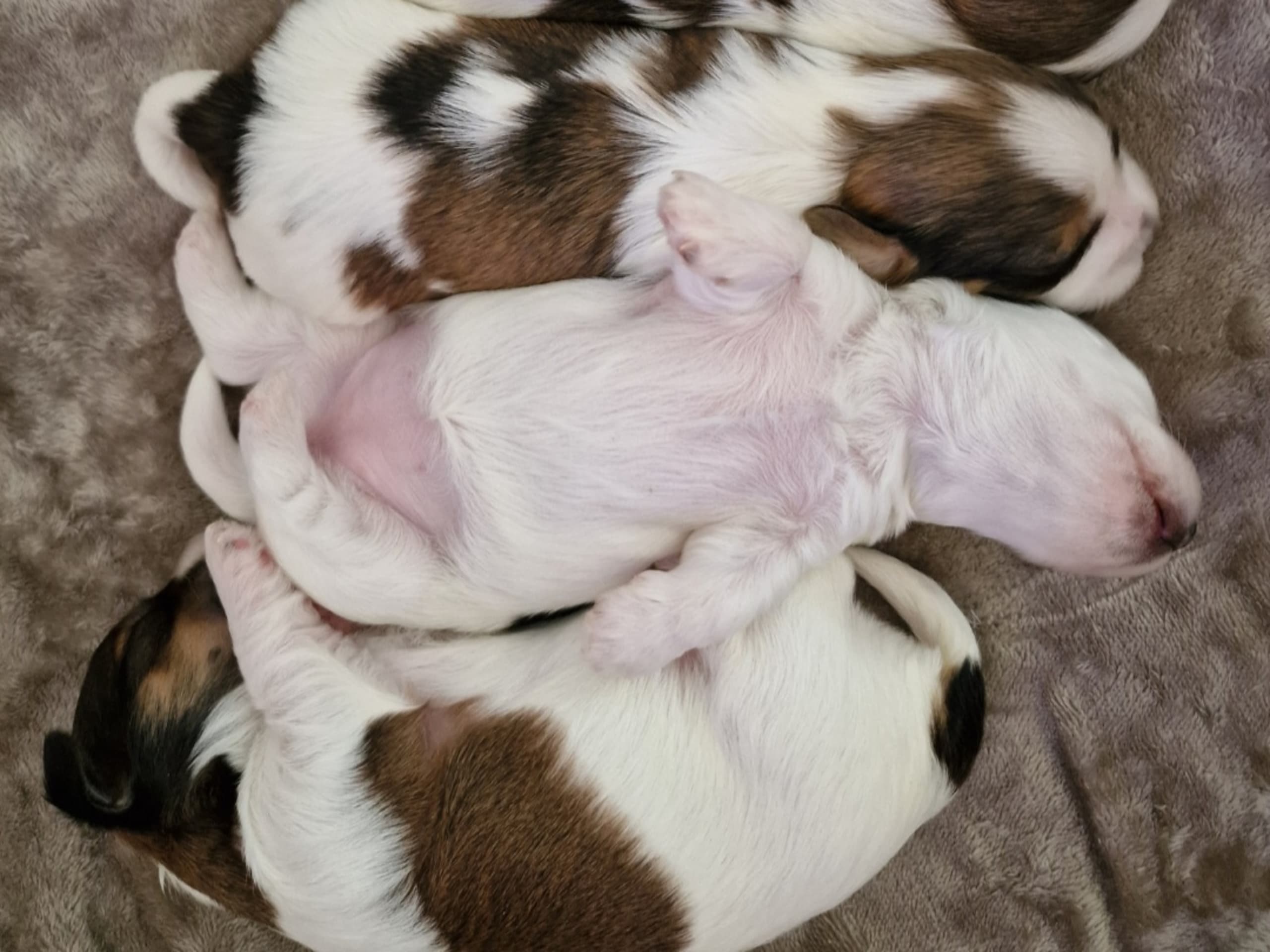 Havanese