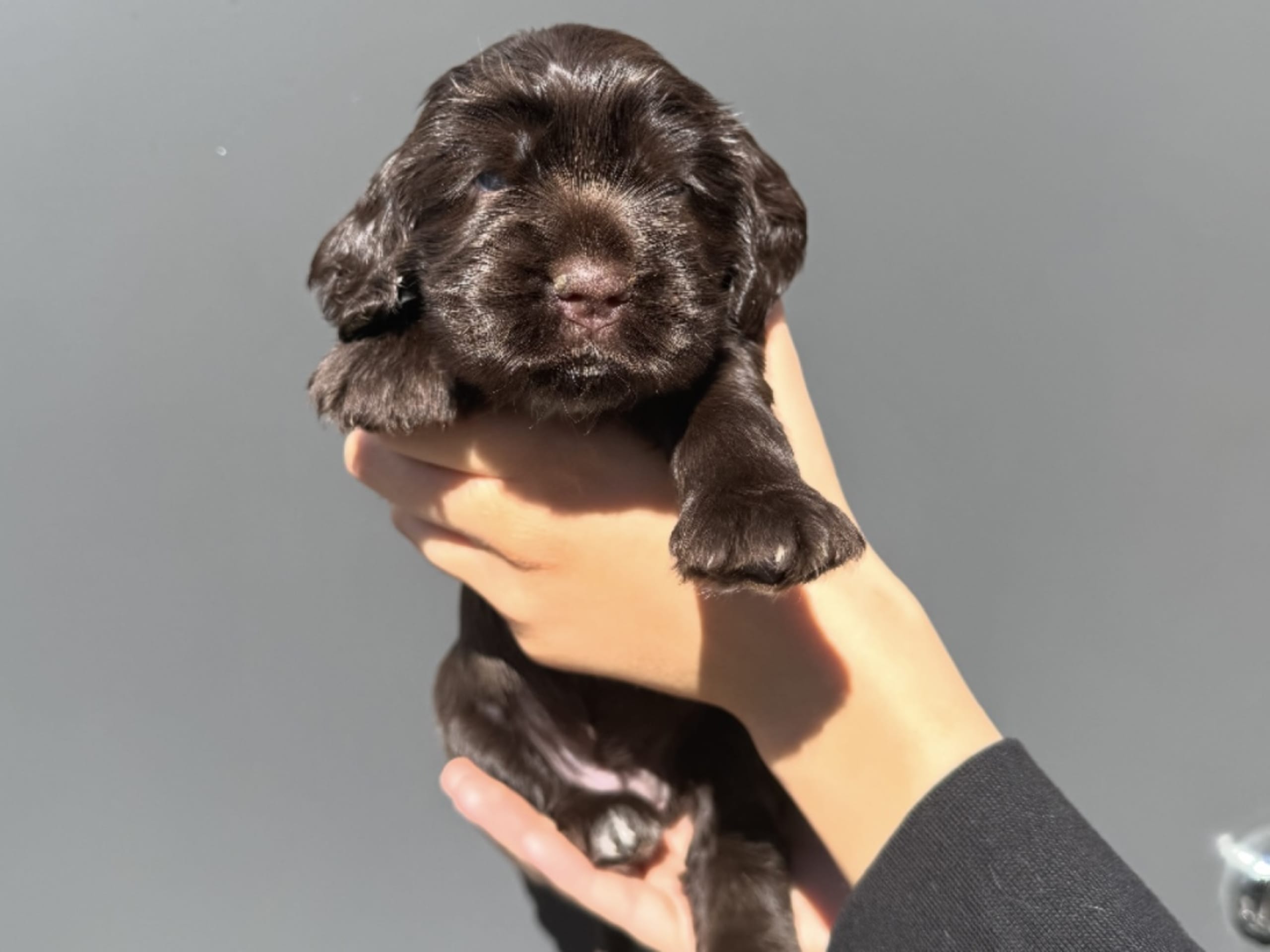 Cocker spaniel · Helsingborg · Sofie F.