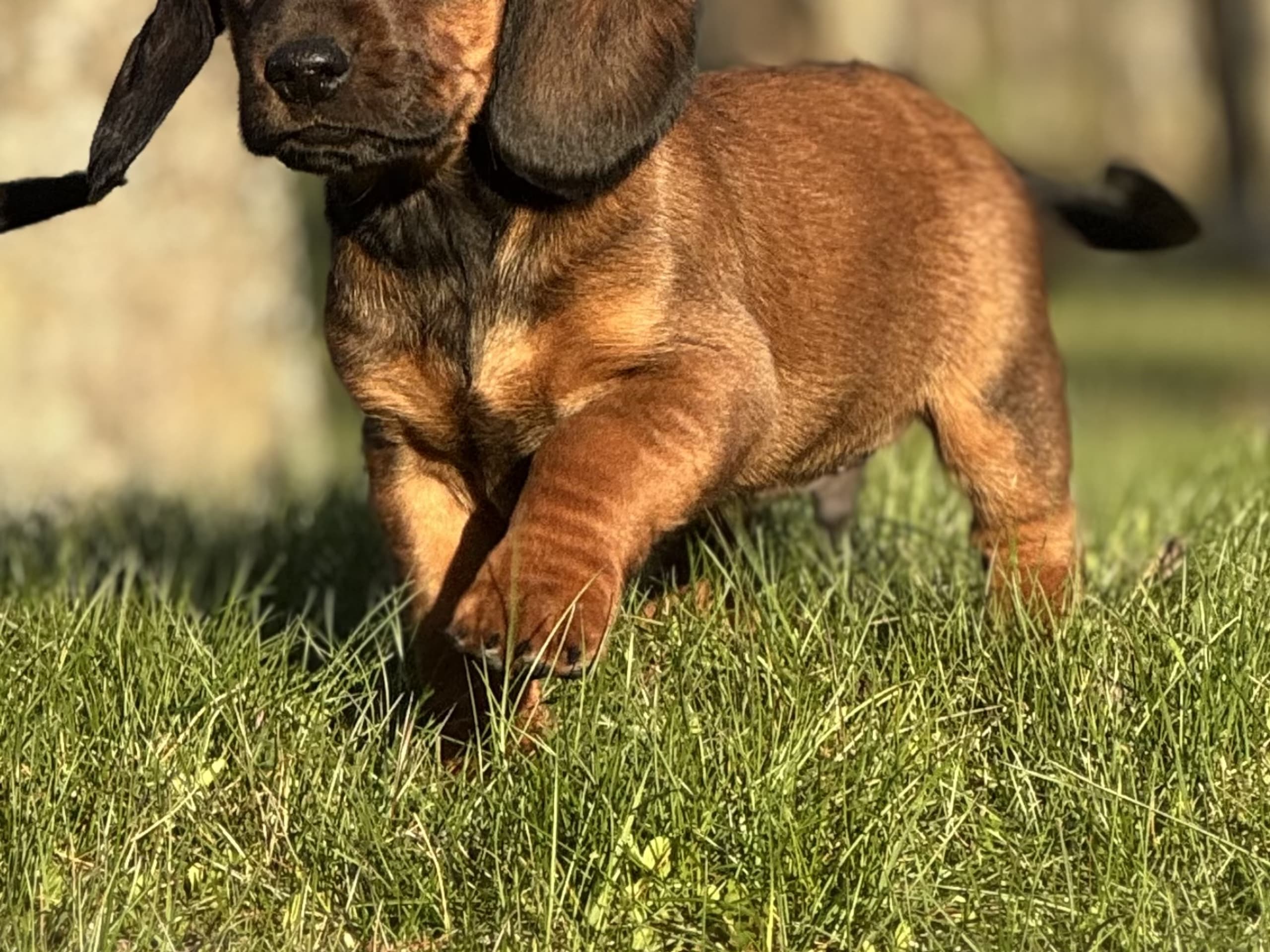Alpine Dachsbracke · Tibro · Karlsberg Bracke Kennel