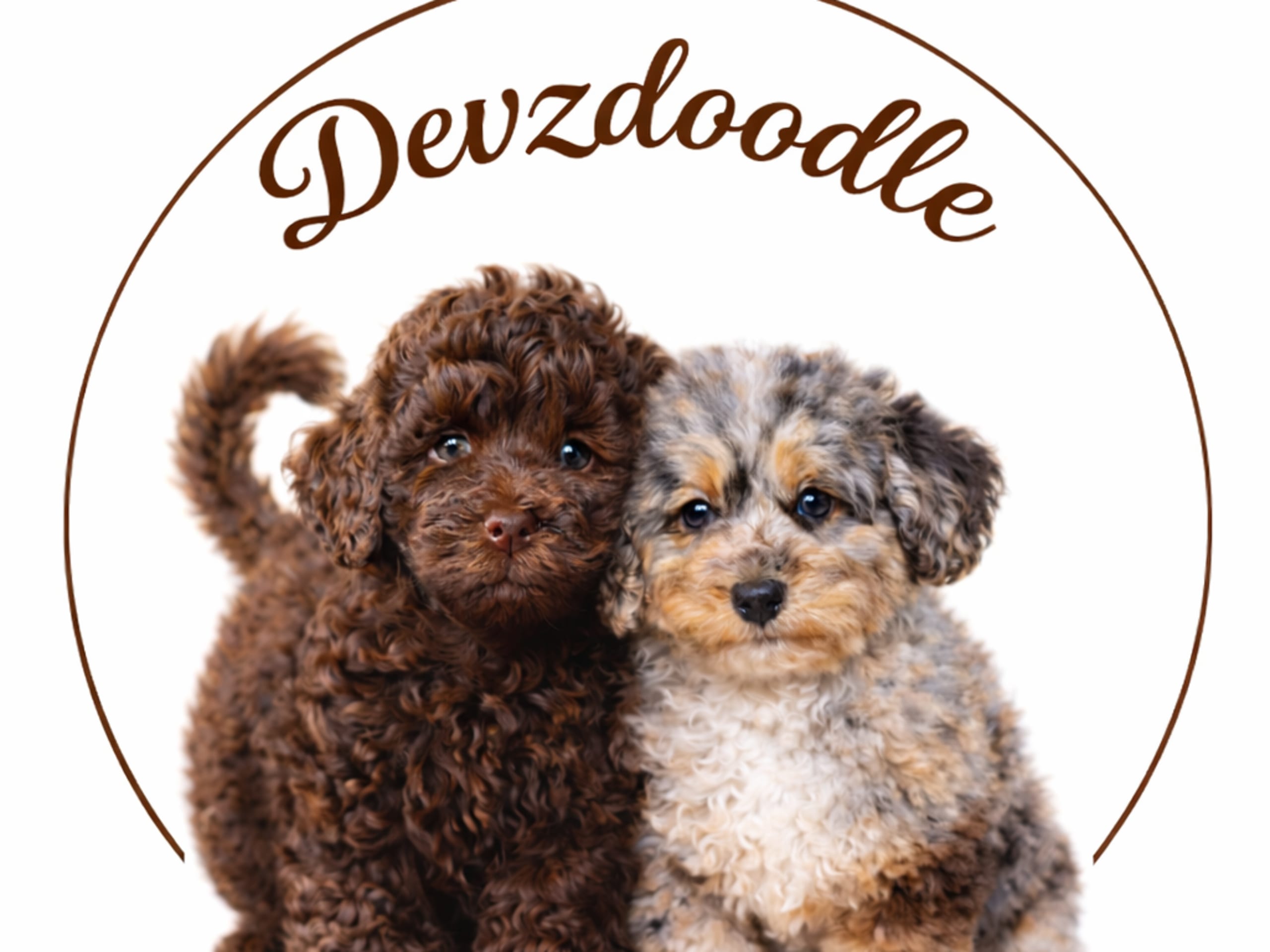 Lolliedoodle- långhårig collie  /mellan pudel · Gårdsjö · Devzdoodle