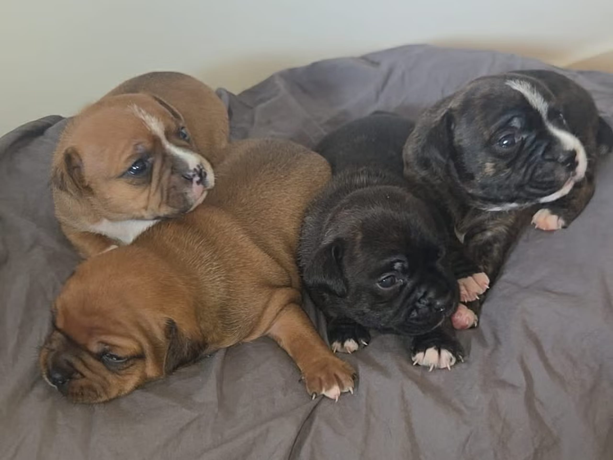 Staffordshire Bull Terrier · Västerås · Lucury of Cerec