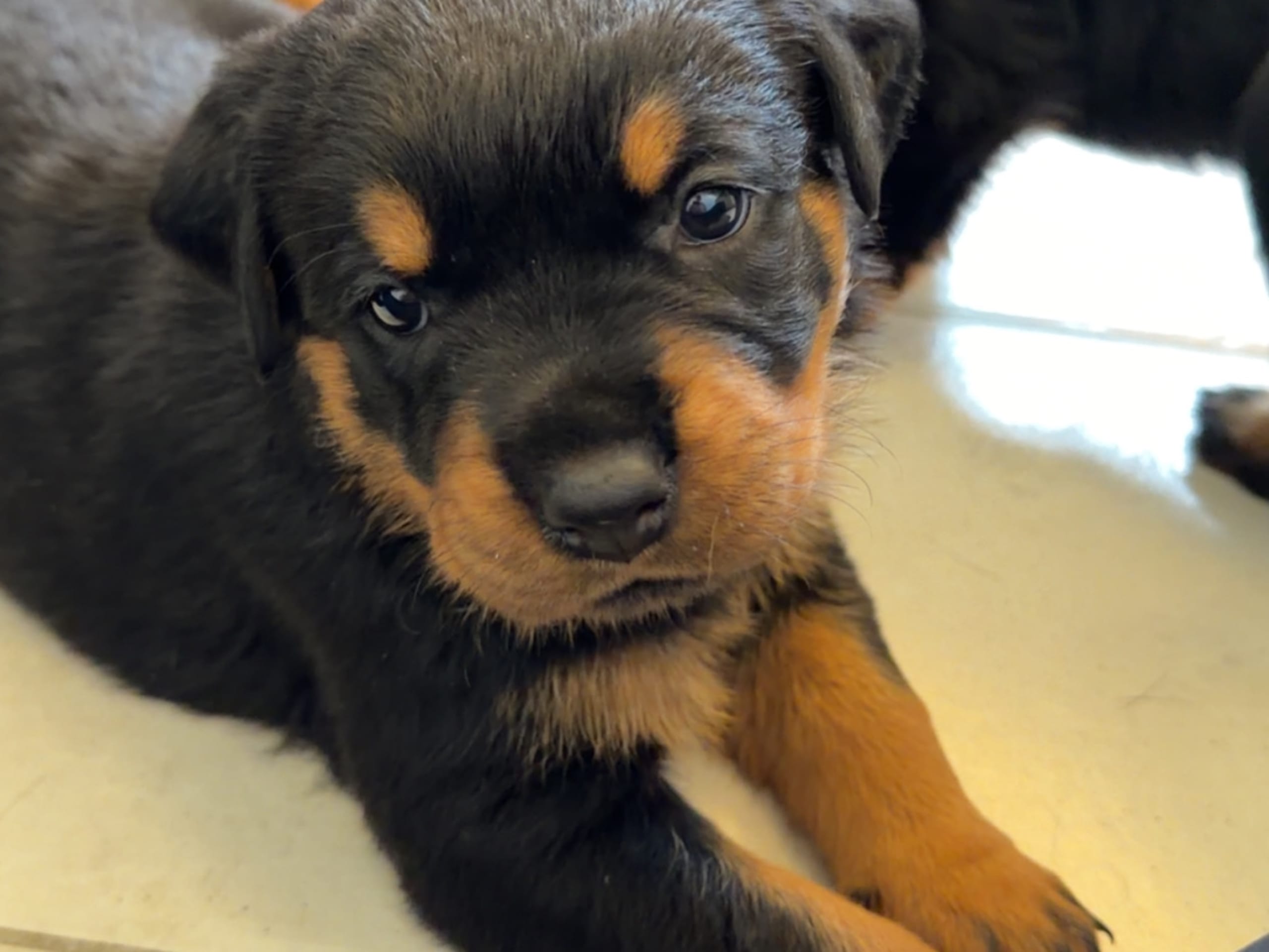 Rottweiler · Lödöse · Kennel Lexander's