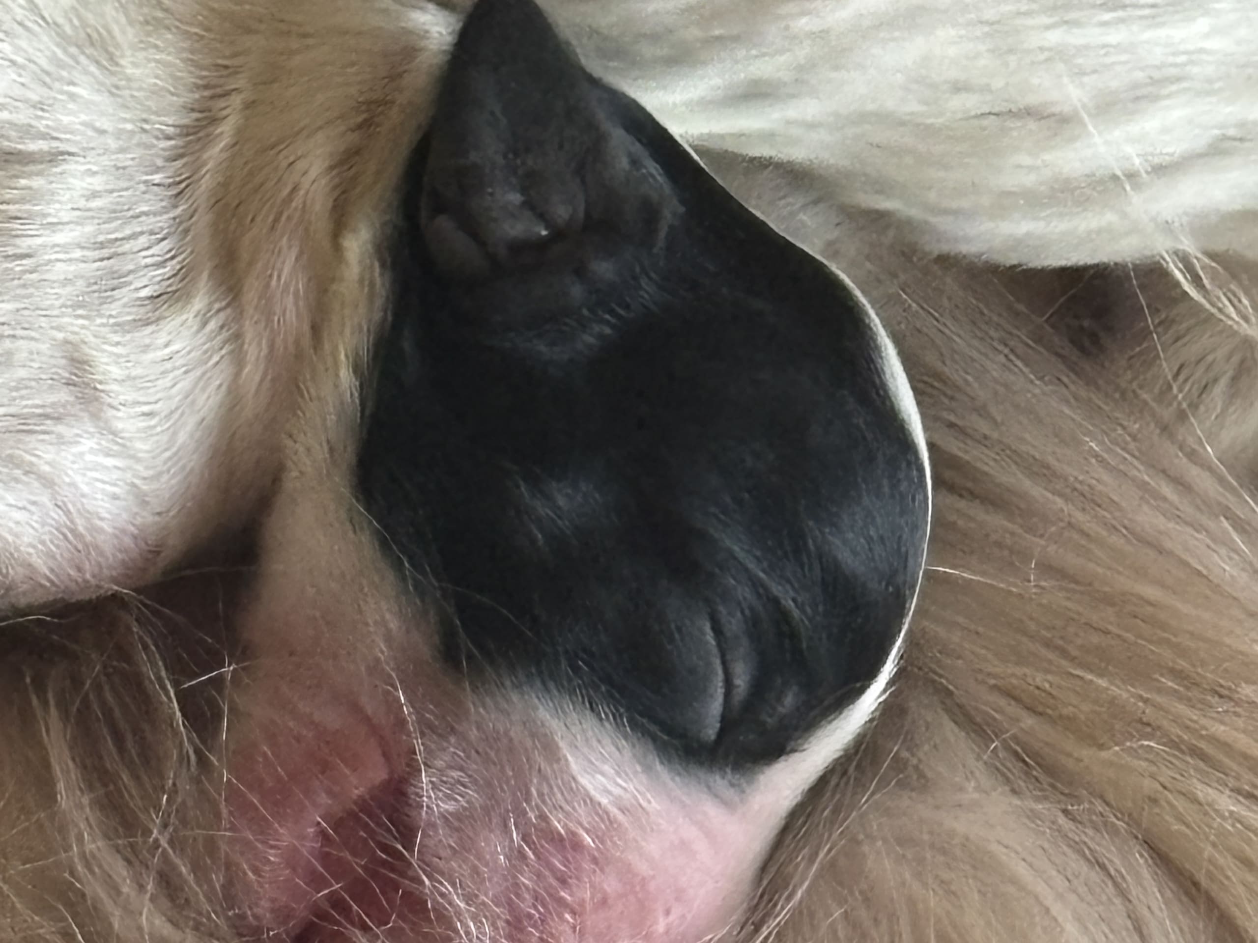 English Setter