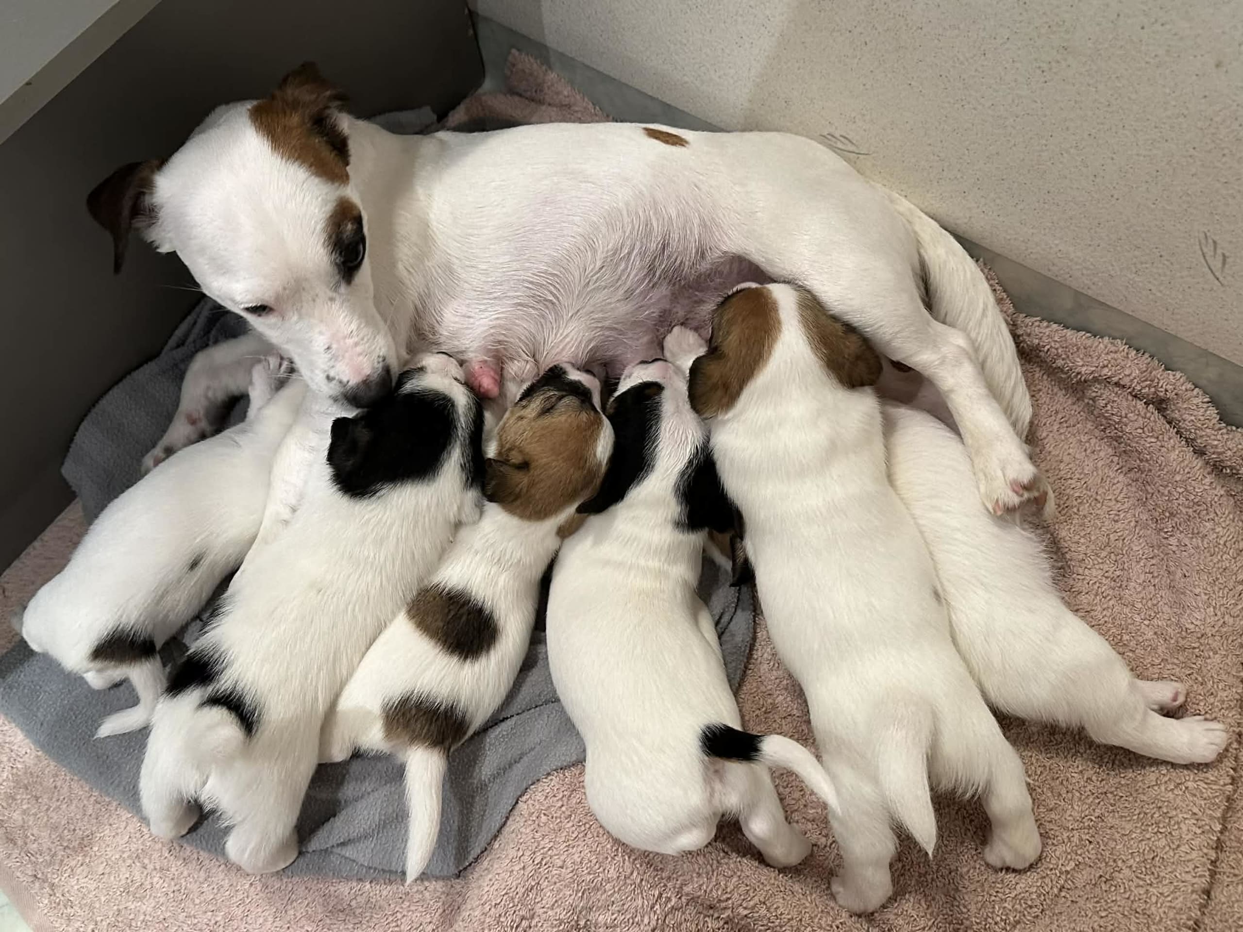 Jack Russell Terrier · Knivsta · LIMELIGHT Kennels