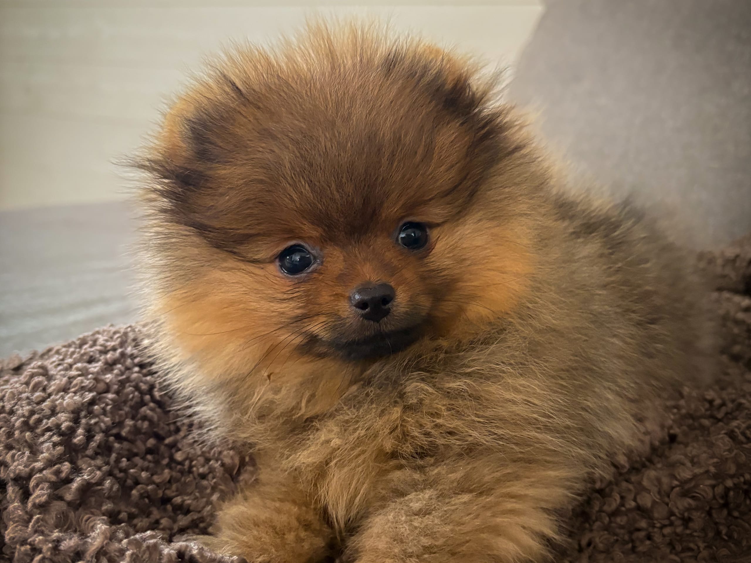 Pomeranian · Uddevalla · Lavendelblommans kennel