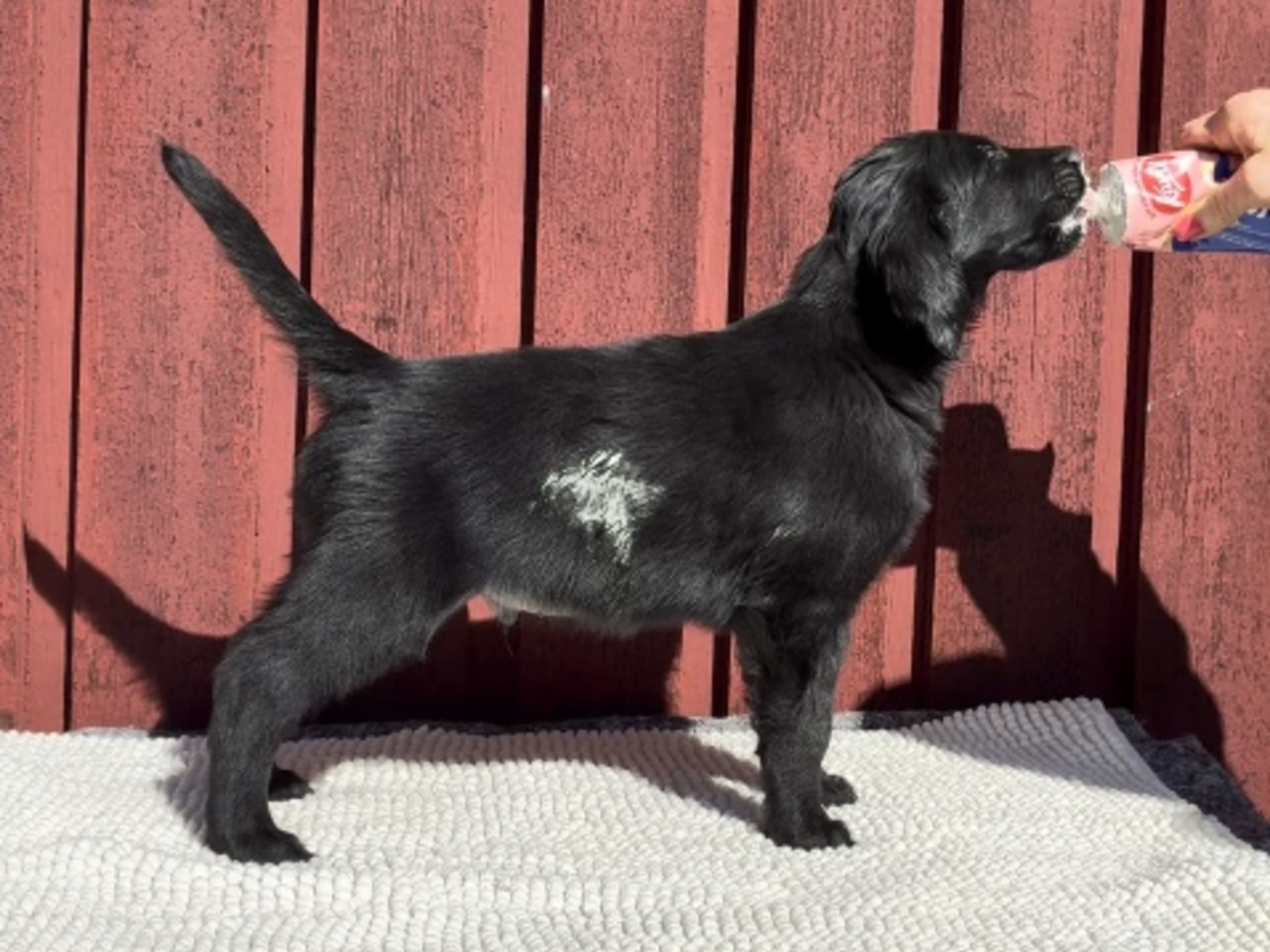 Flat Coated Retriever · Eskilstuna · Almanza