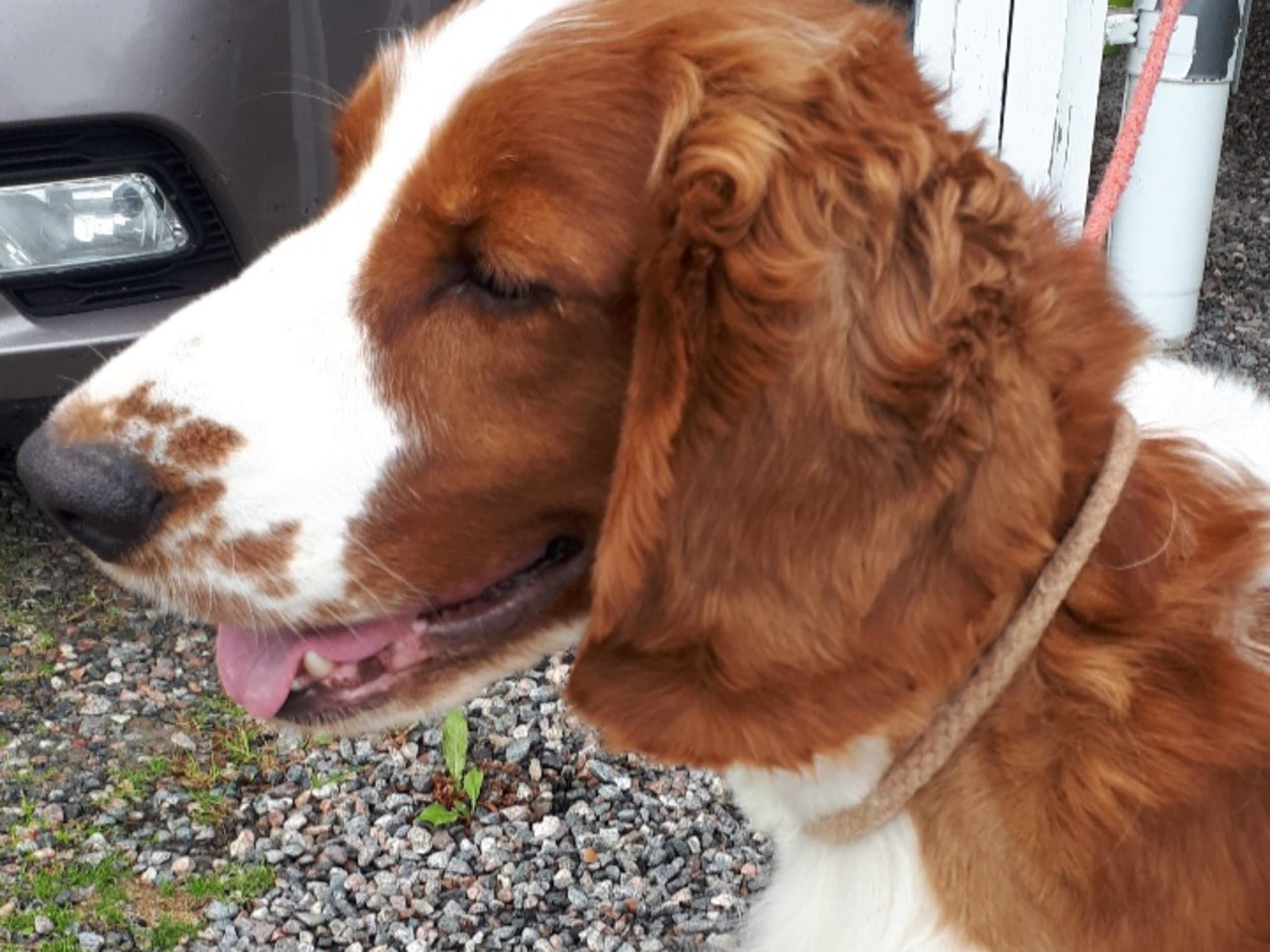 Welsh Springer Spaniel · Strängnäs · Okej's kennel