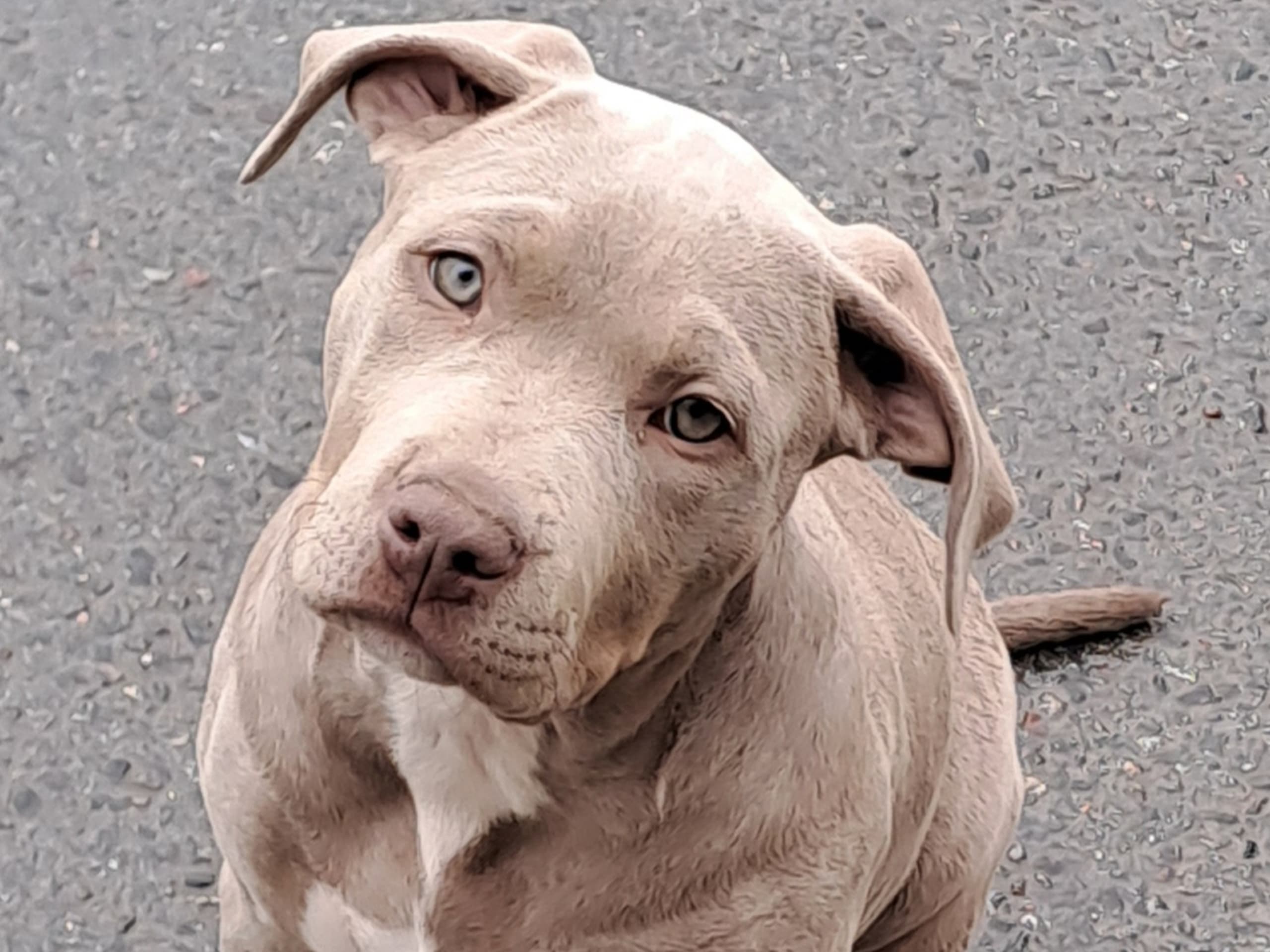 American bully · Torshälla · Emelie R.