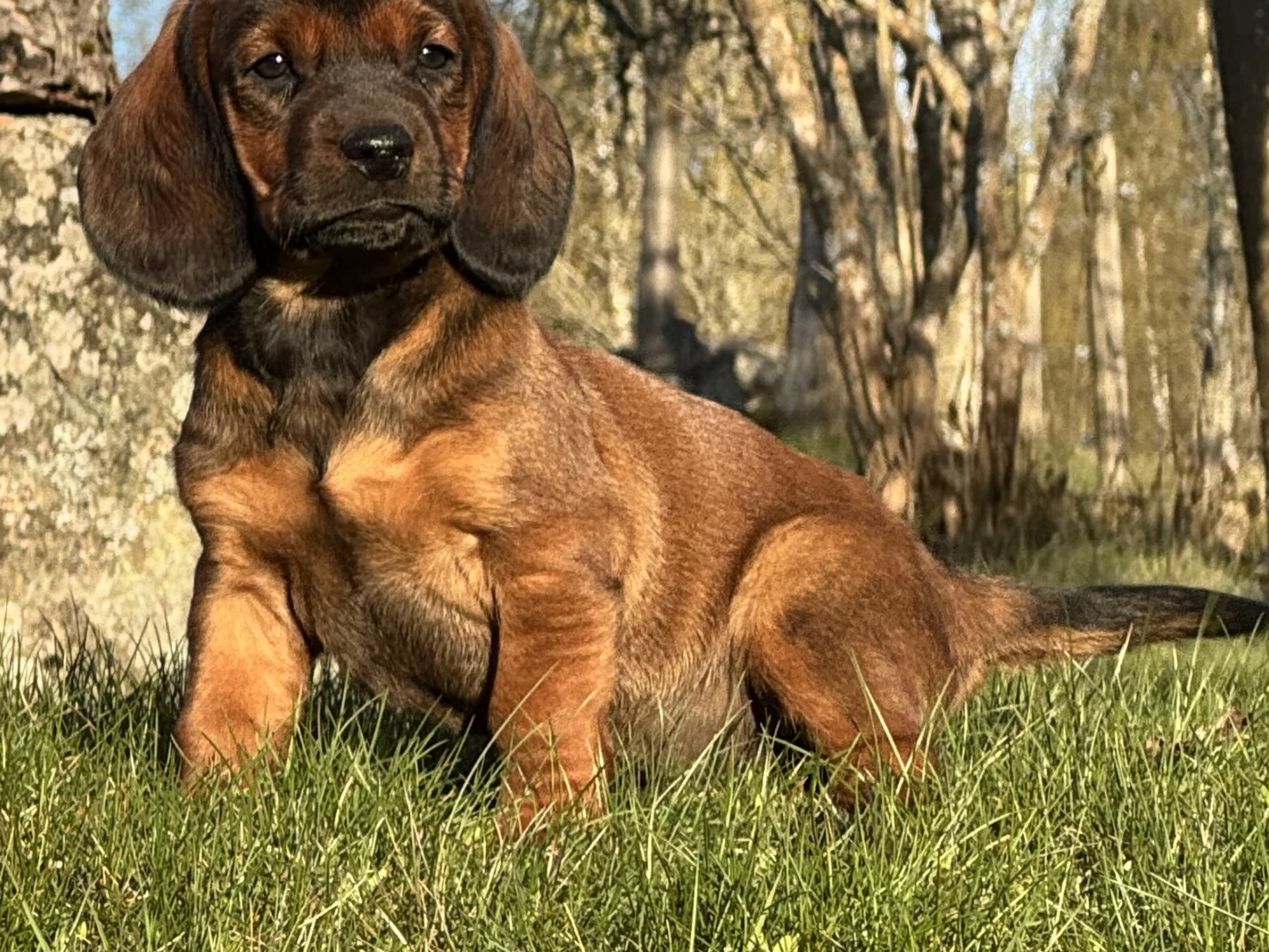Alpenländische Dachsbracke · Tibro · Karlsberg Bracke Kennel