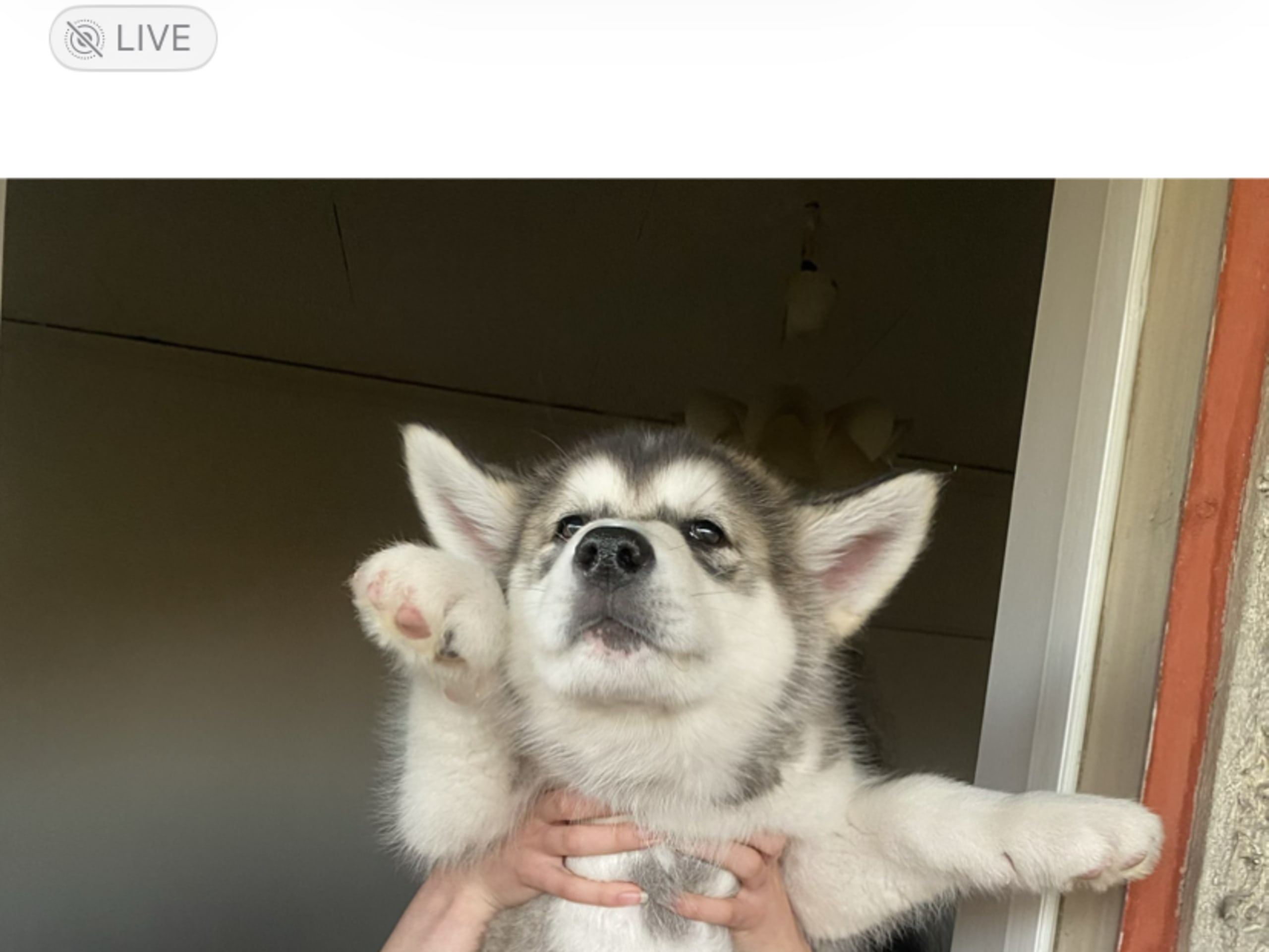Alaskan Malamute