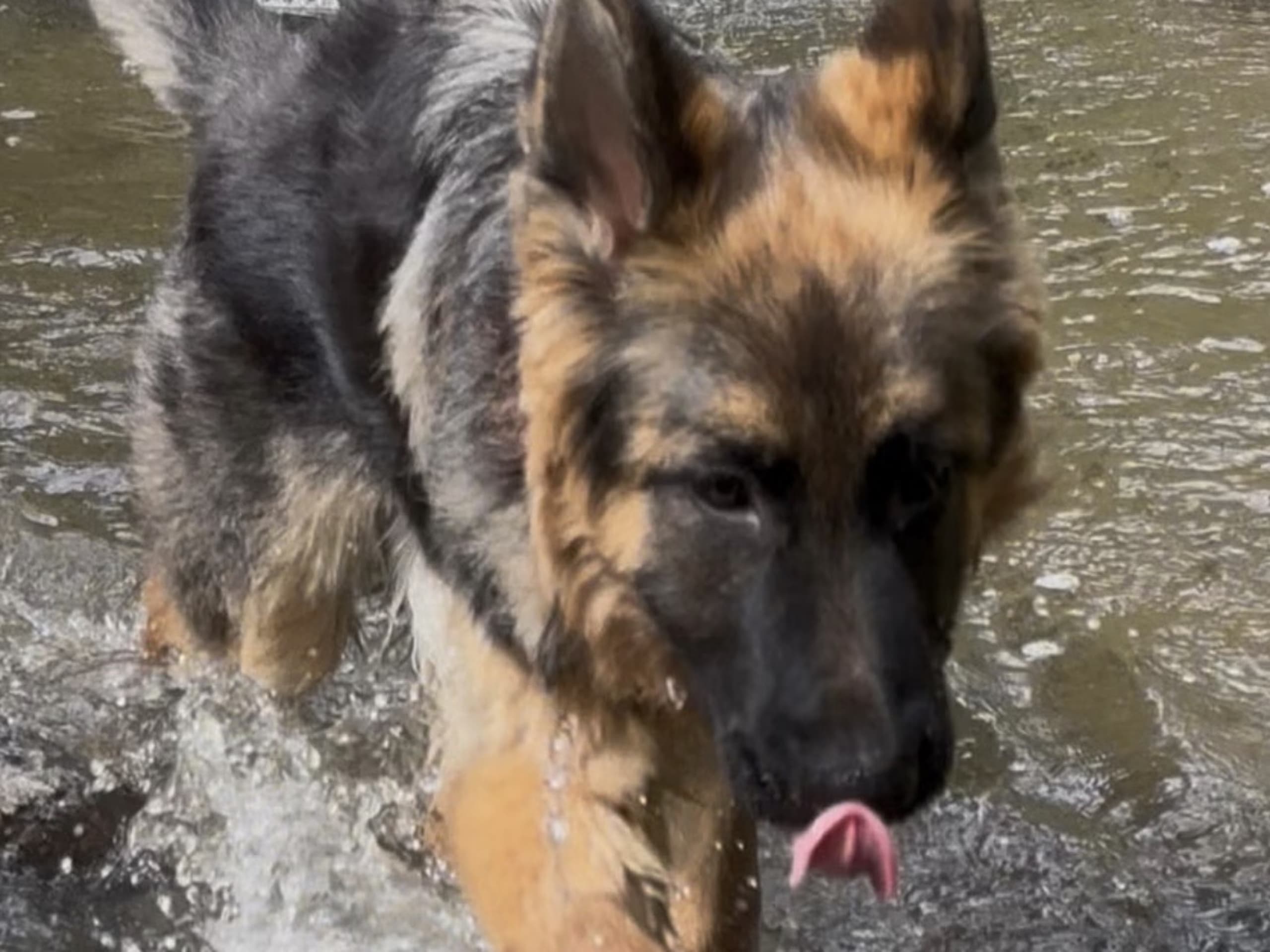 Tysk Schäferhund · Vittinge · Estridh S.