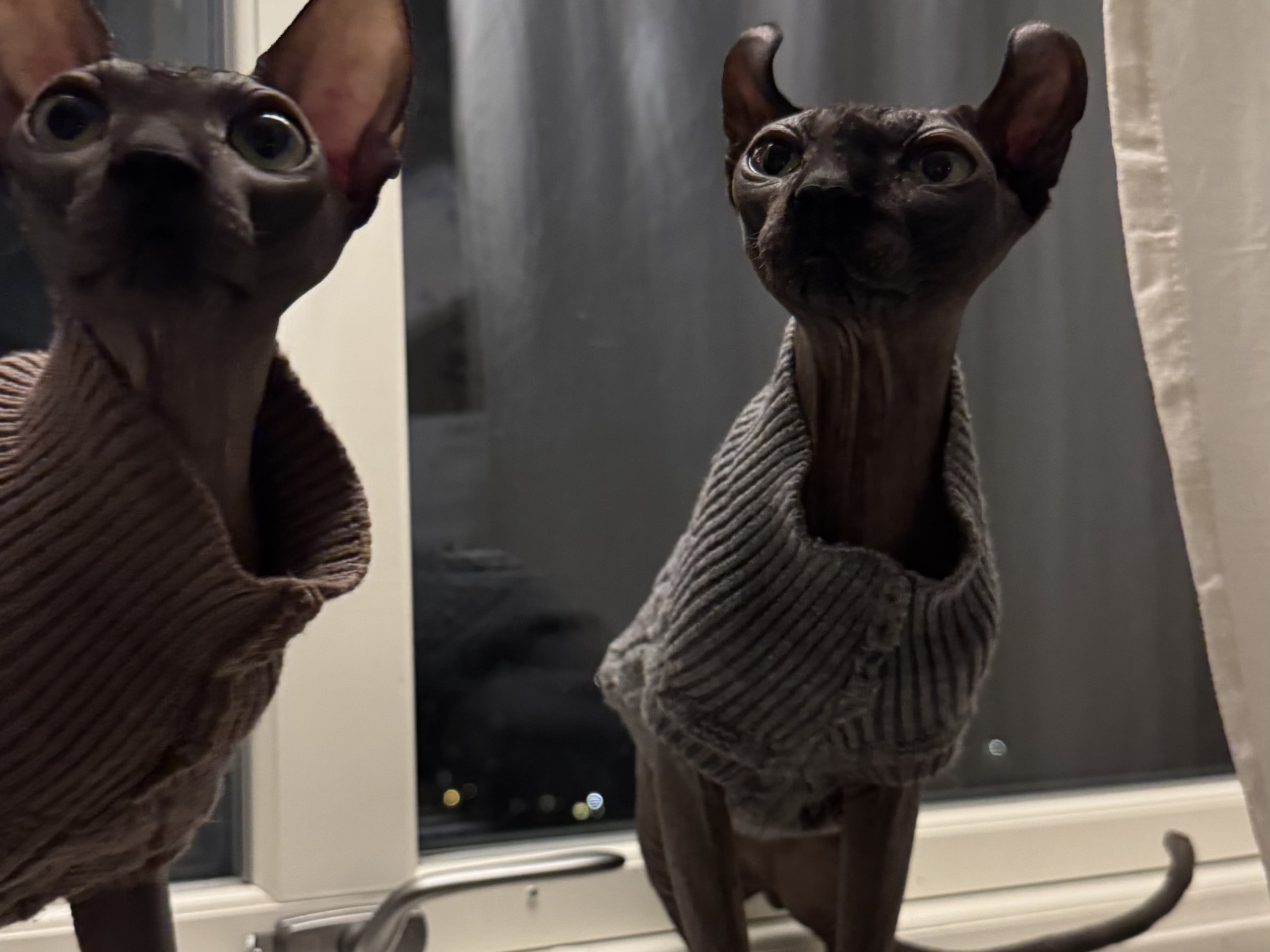 Sphynx · Karlstad · Elvira K.