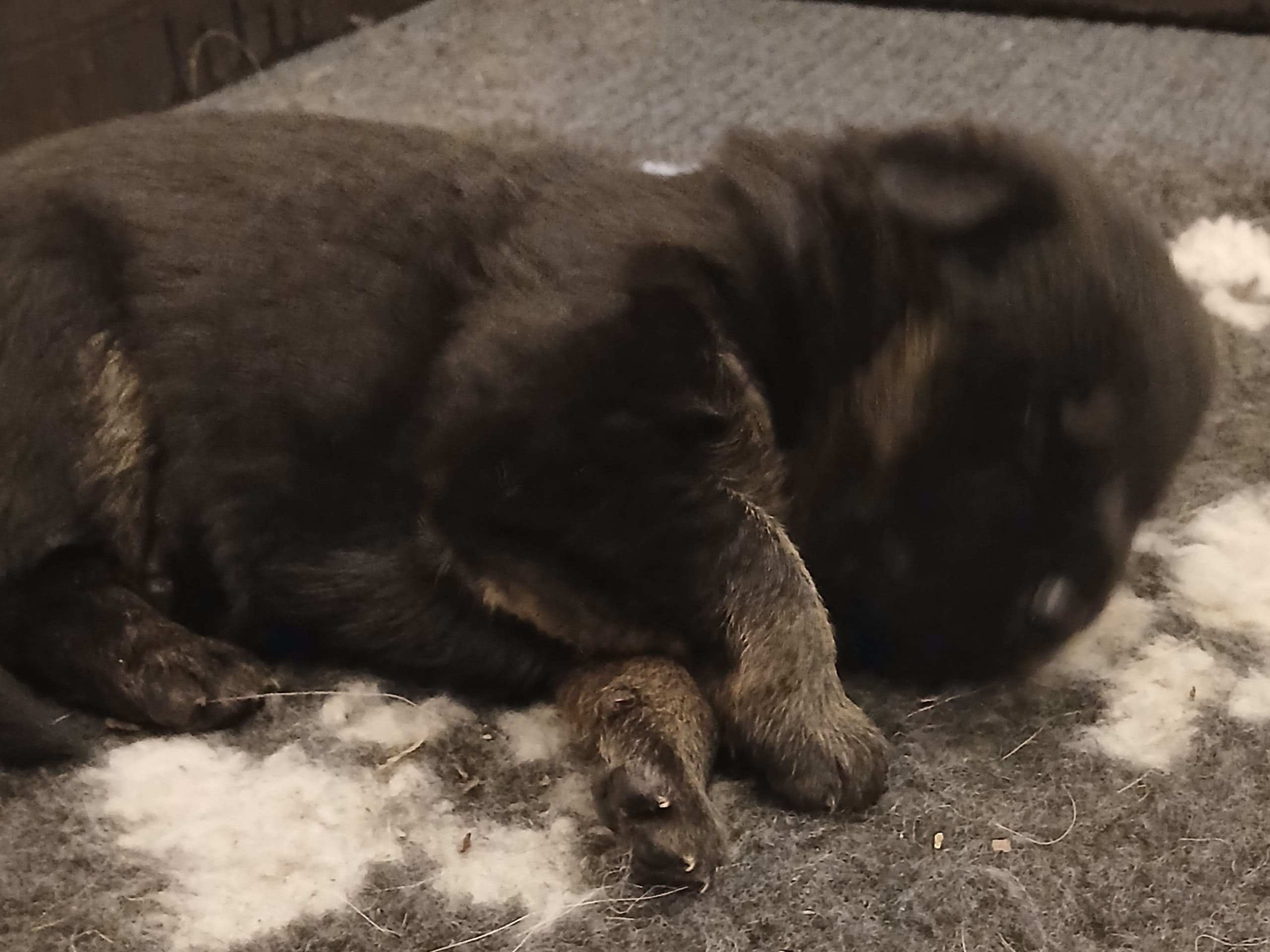 Schæferhund · Listerby · Kennel Snibor Anzi