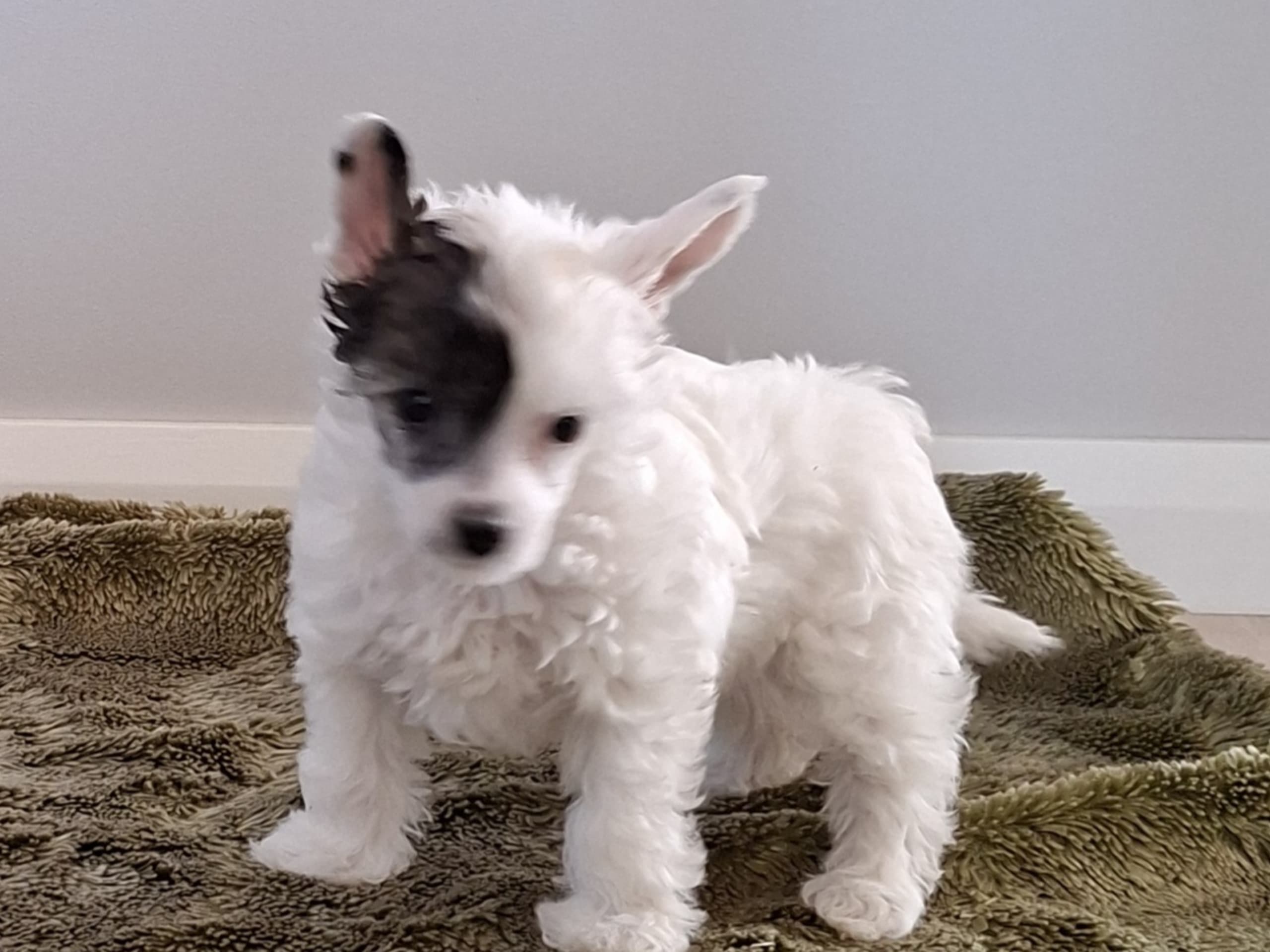 Chinese Crested Dog