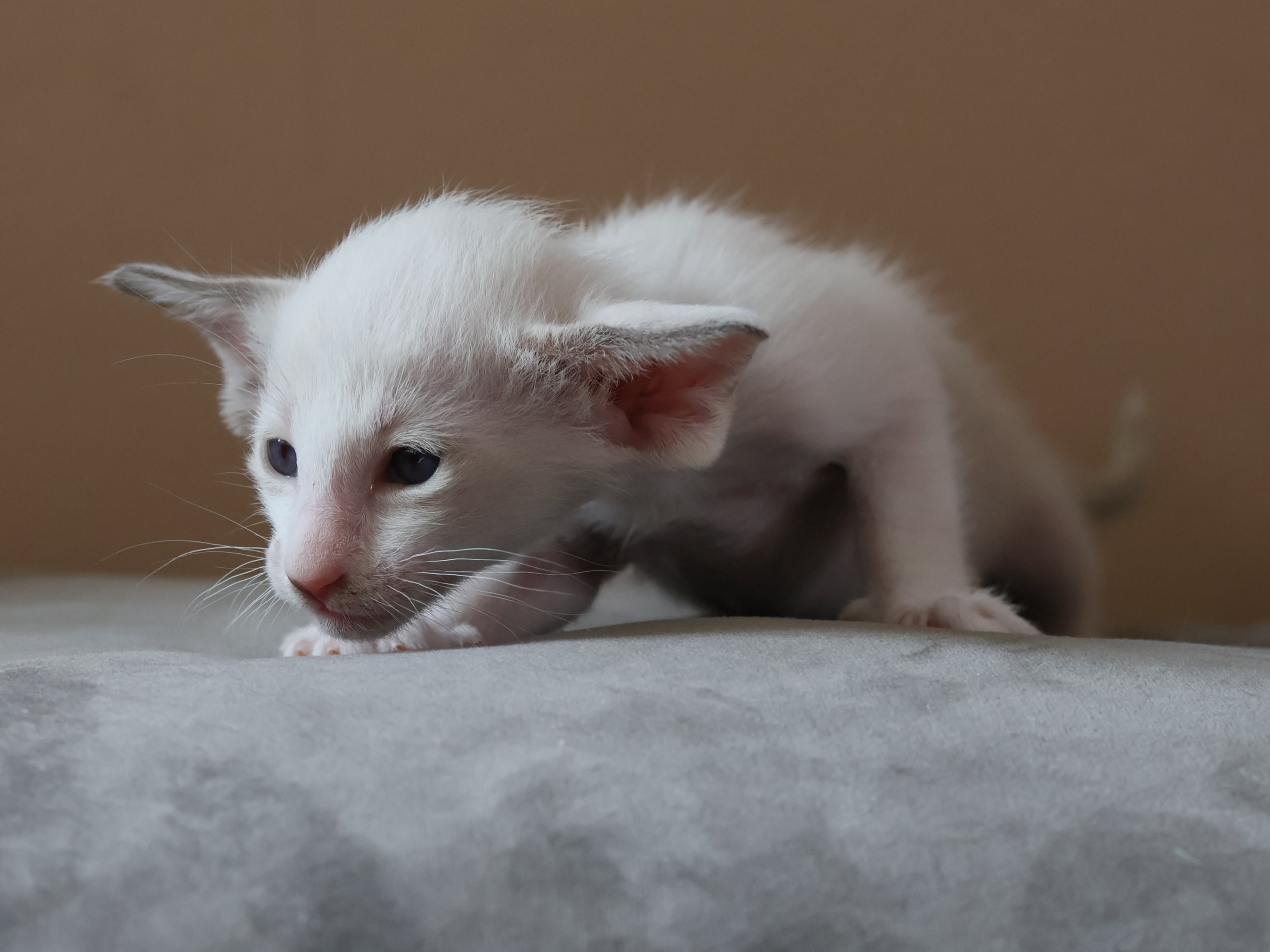 Oriental Short Hair · Storebø · Oriental Adore Cattery