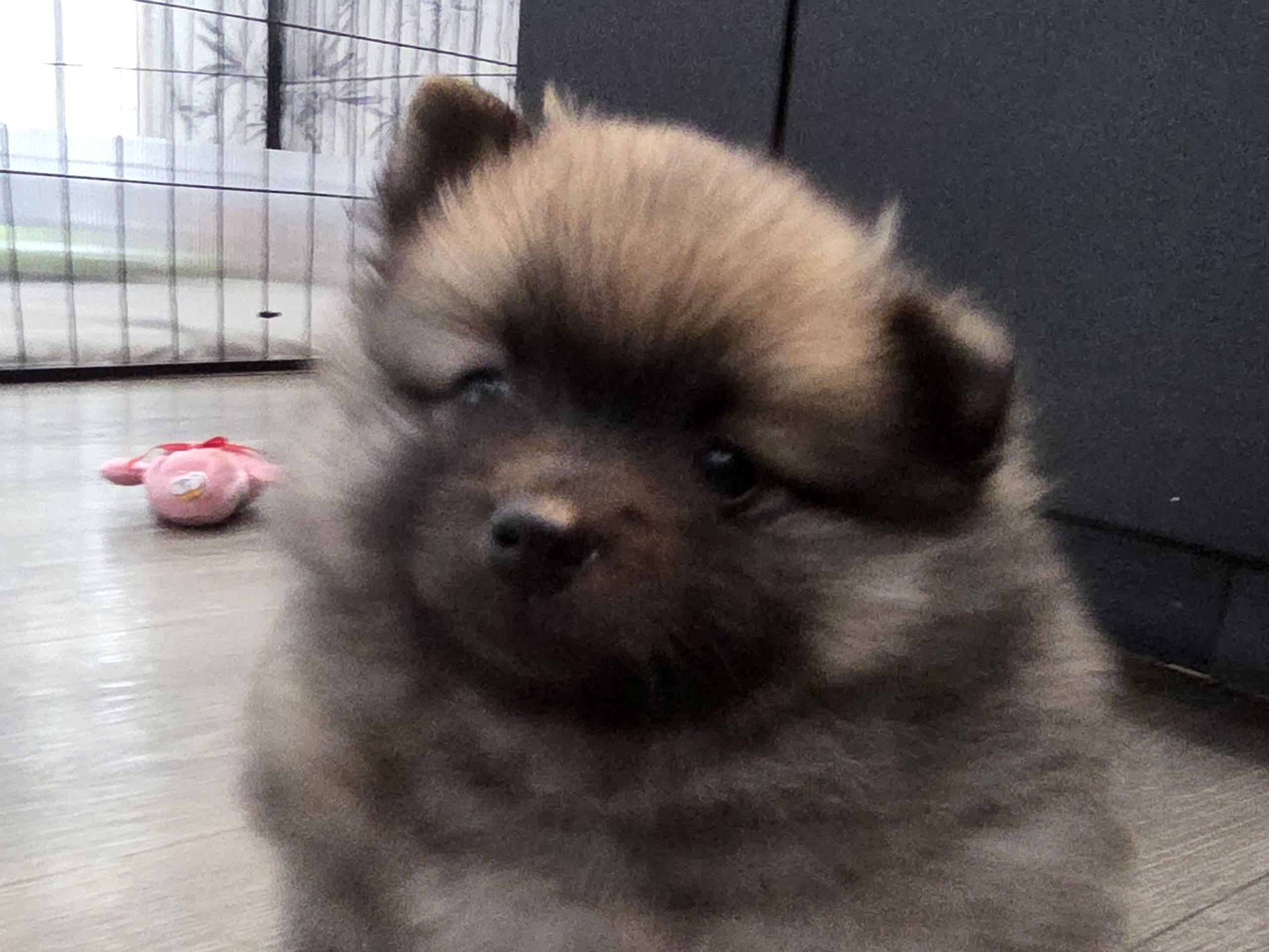 German Spitz – Mittelspitz
