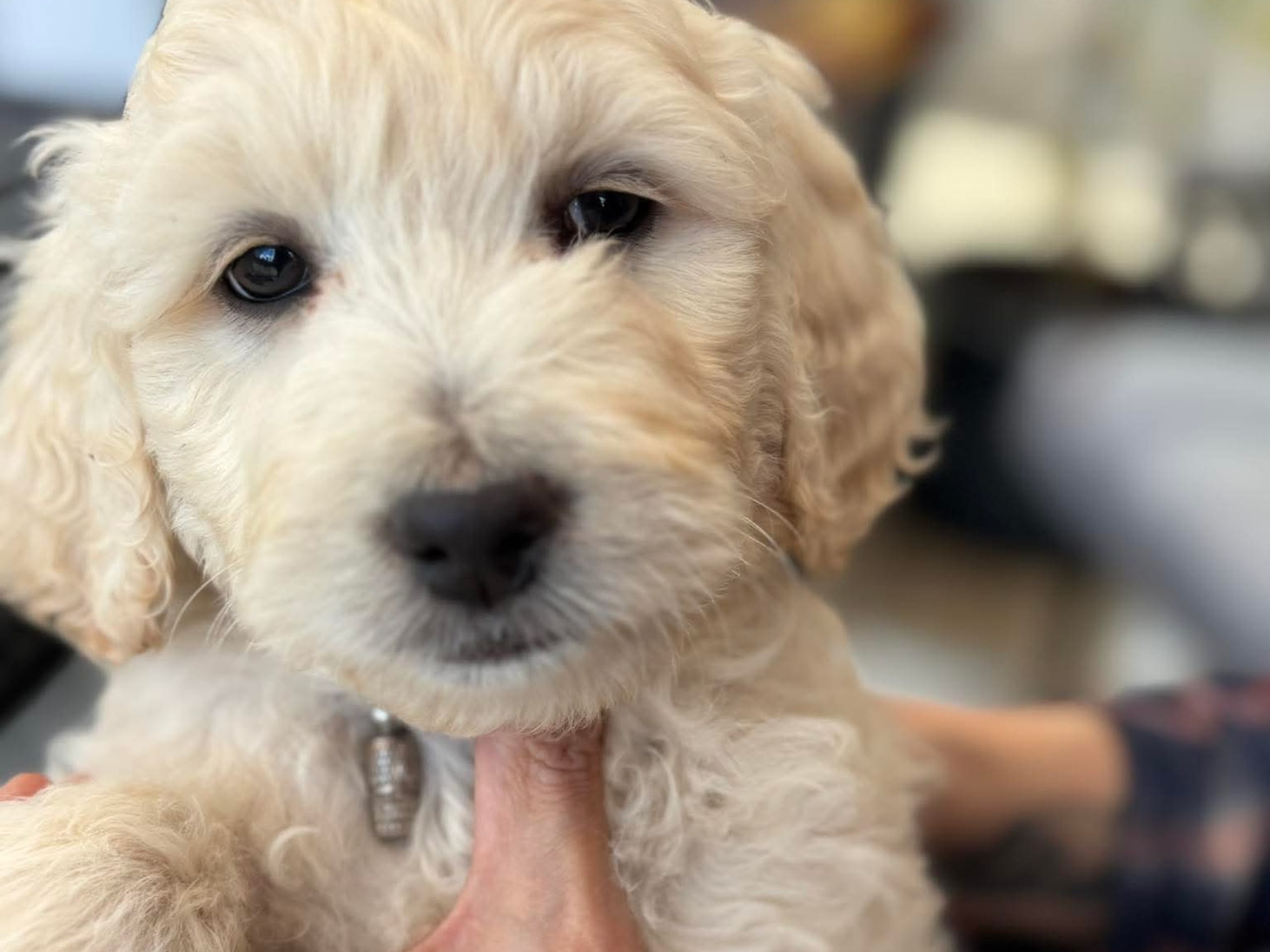 Goldendoodle · Bjuråker · Lundatorpet