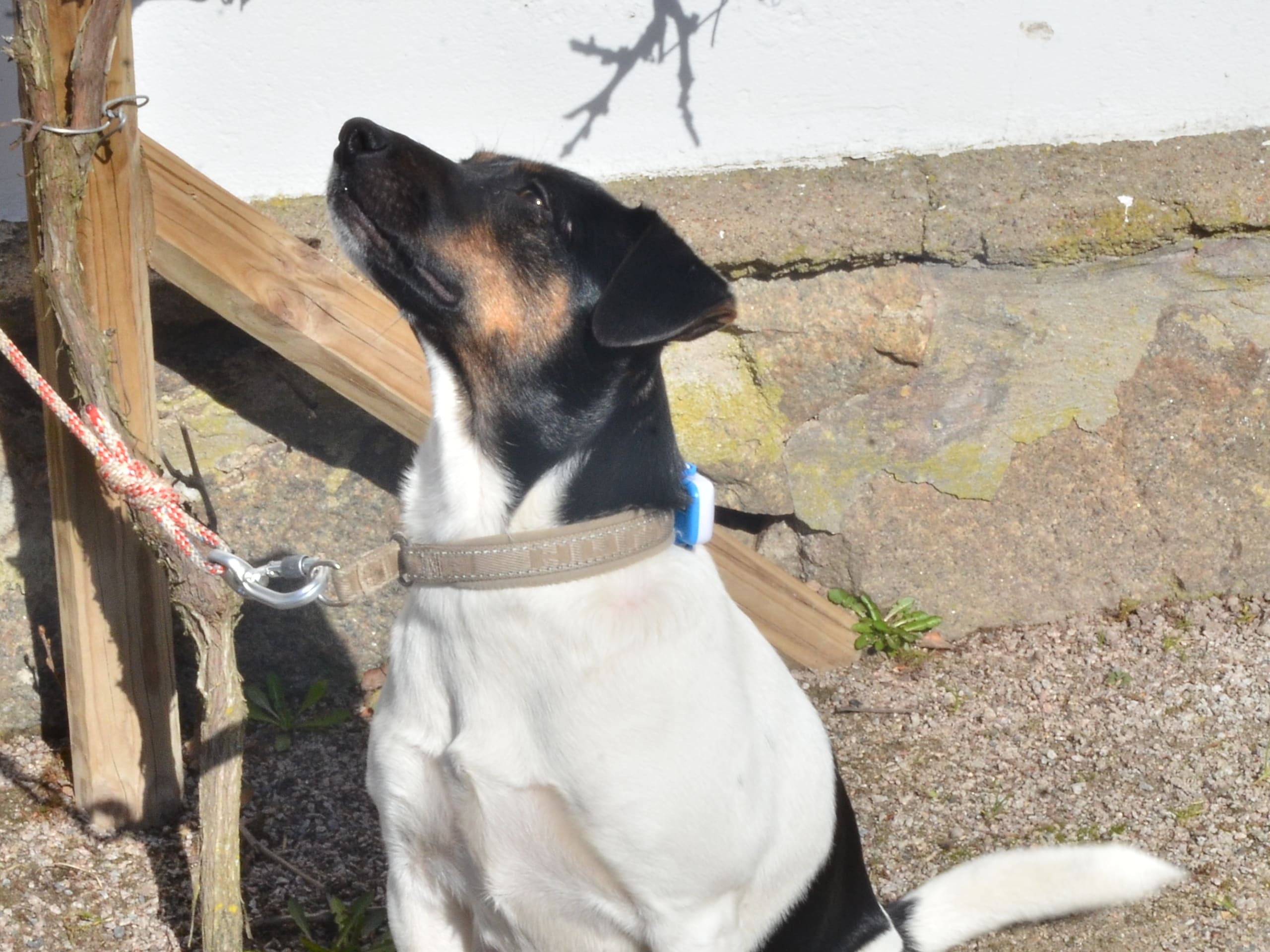 Danish Swedish Farmdog