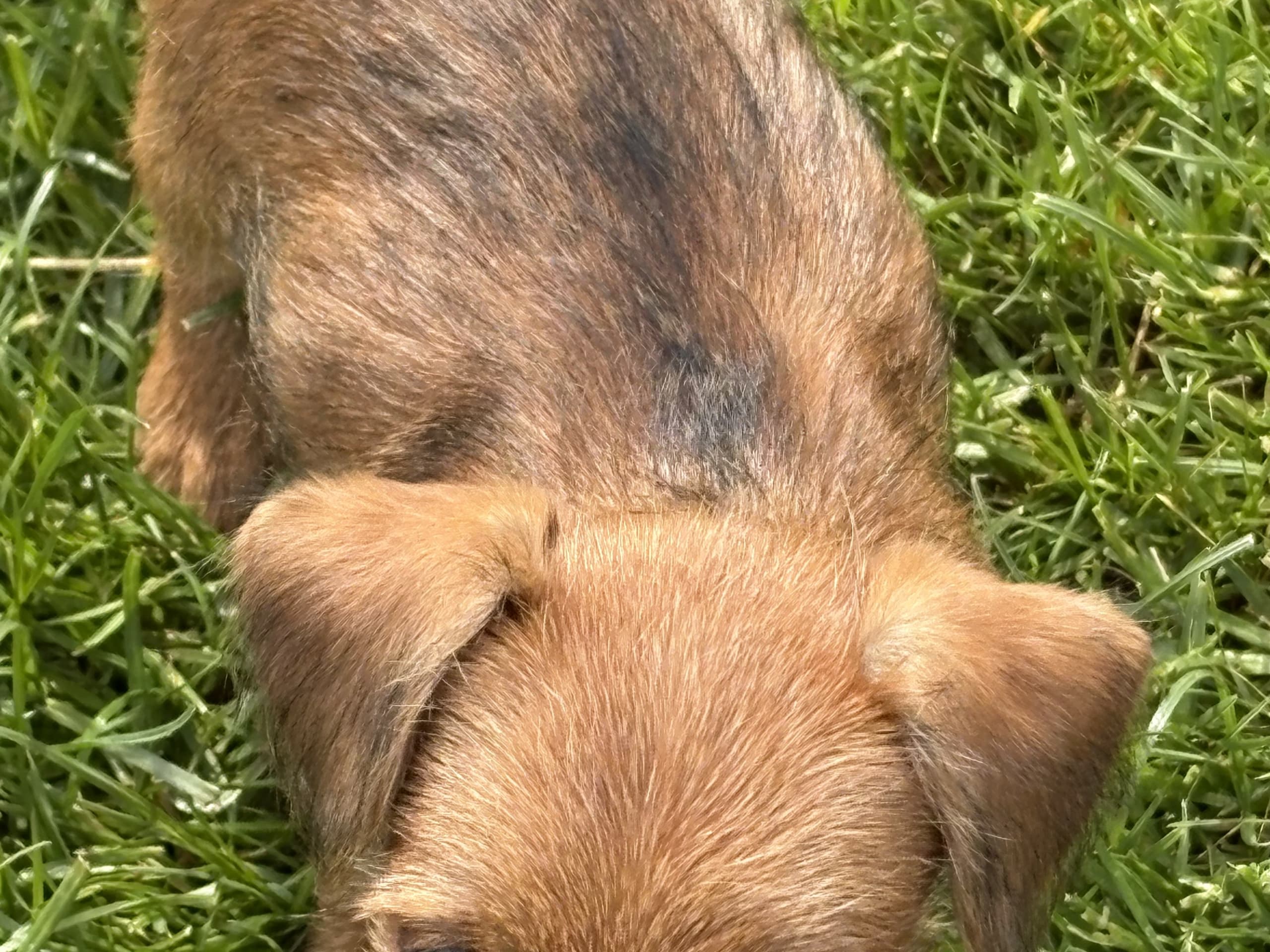 Dvärgpinscher/ Bishon Havanais · Viken · Liz F.