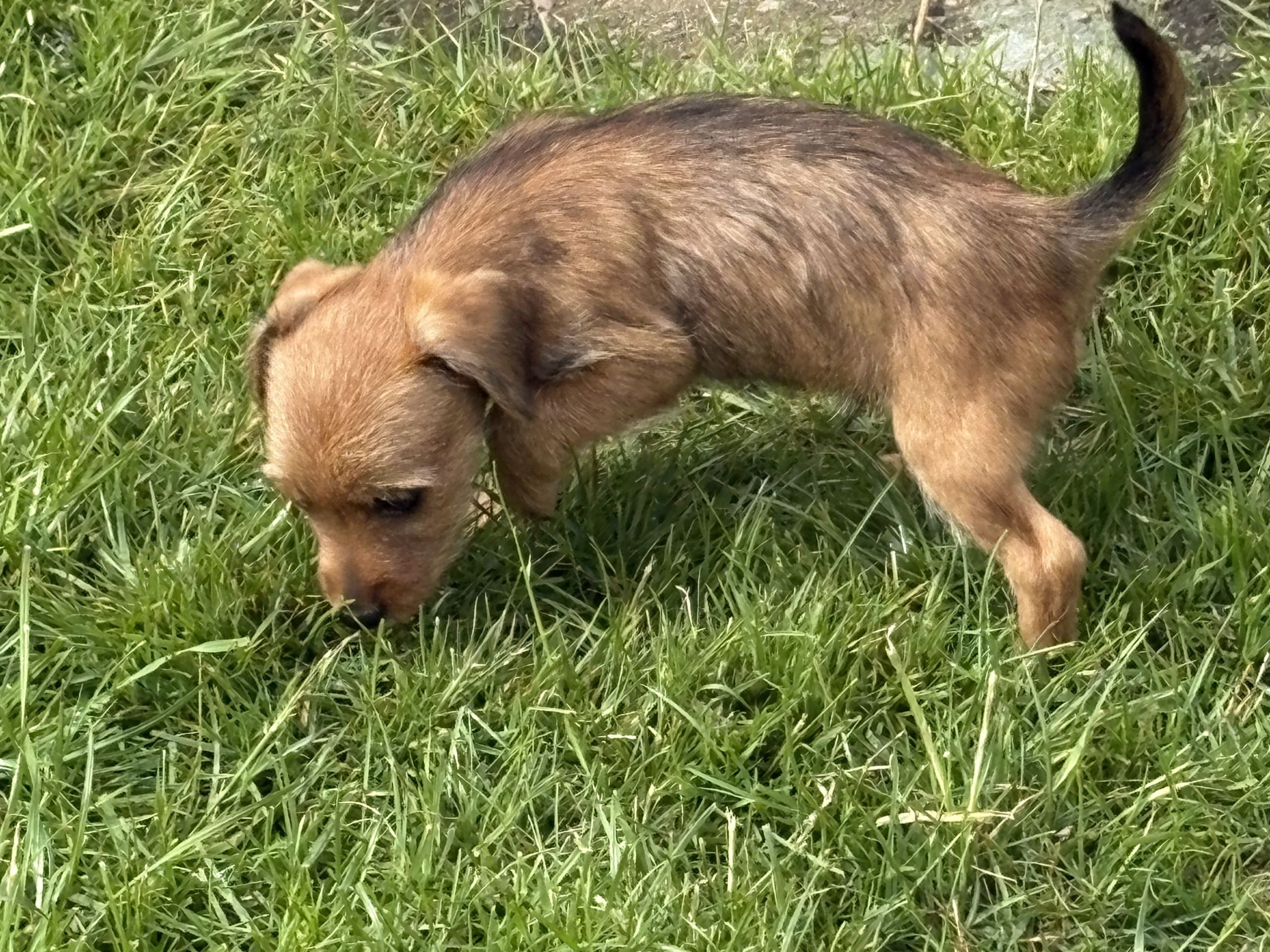 Dvärgpinscher/ Bishon Havanais · Viken · Liz F.