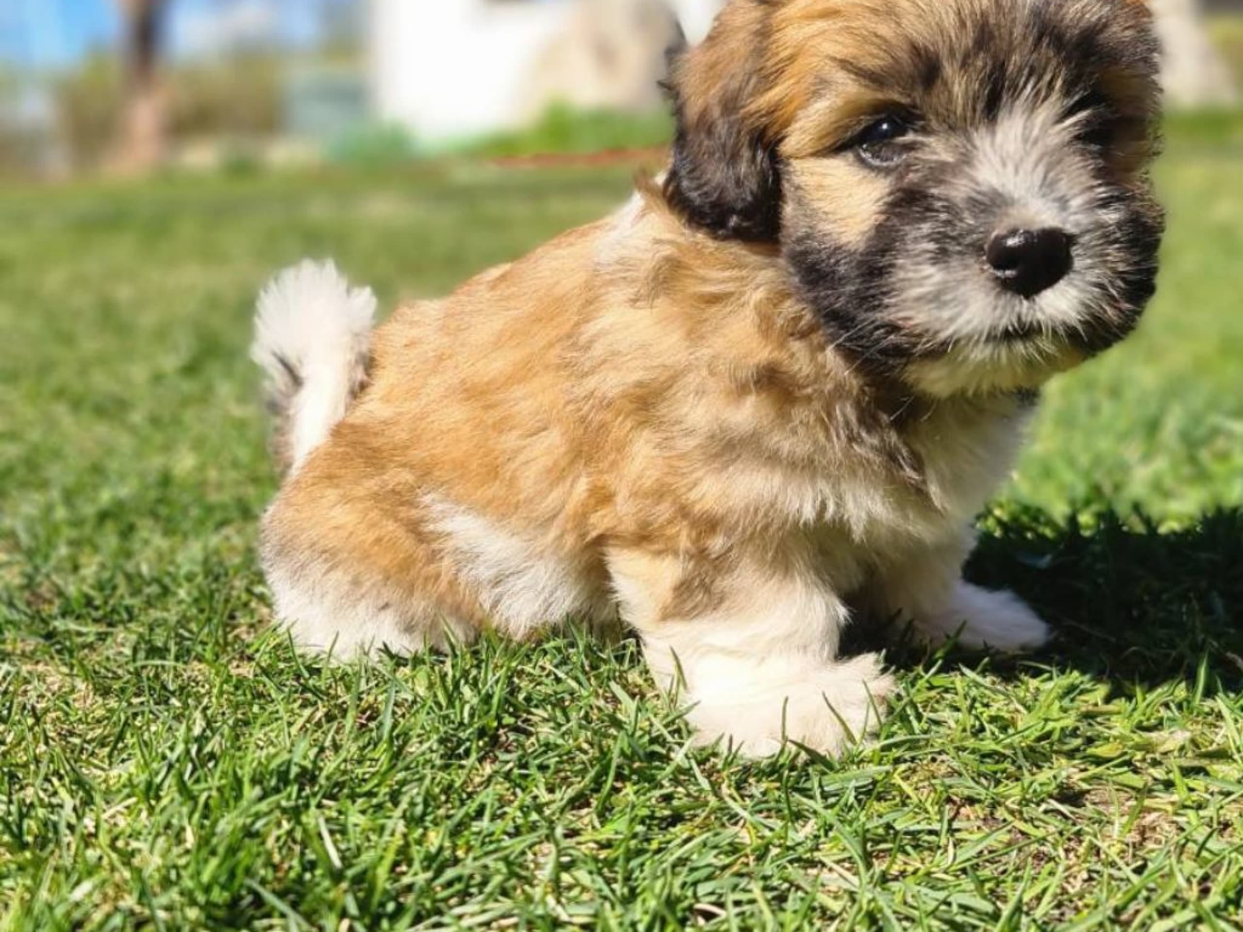 Blandras Bichon havanais(pappa)/lhasa apso/jackrussel (mamma) · älvkarleby · Nybo