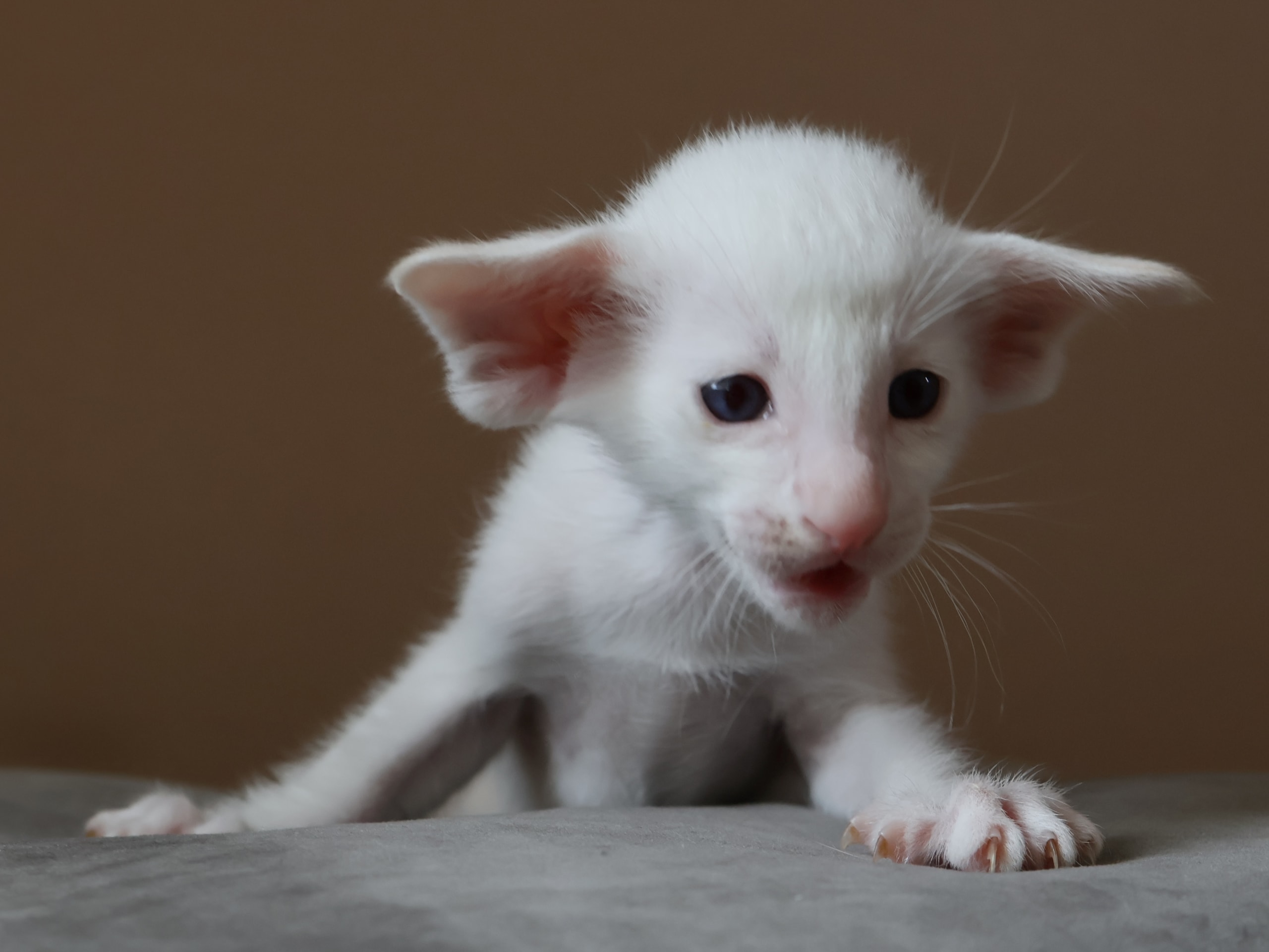 Oriental Short Hair · Storebø · Oriental Adore Cattery