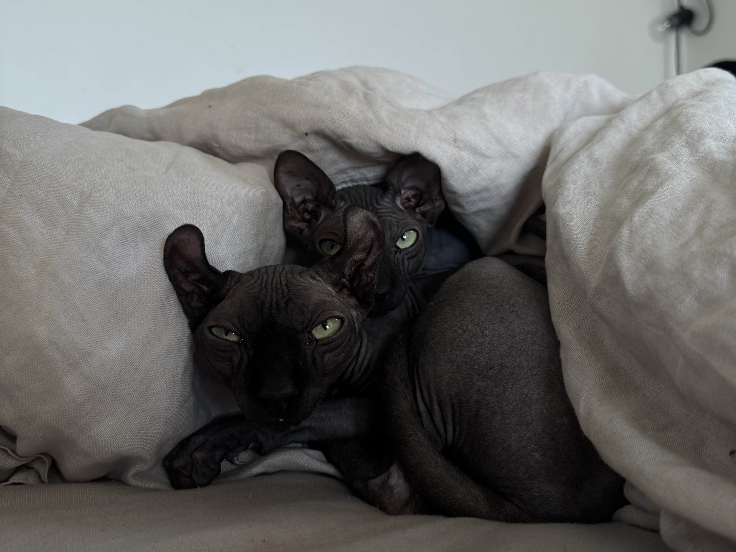 Sphynx · Karlstad · Elvira K.